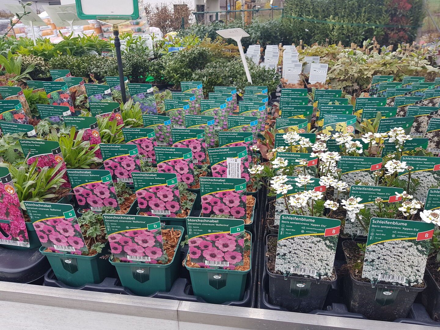 Stauden Gärtnerei Sommer