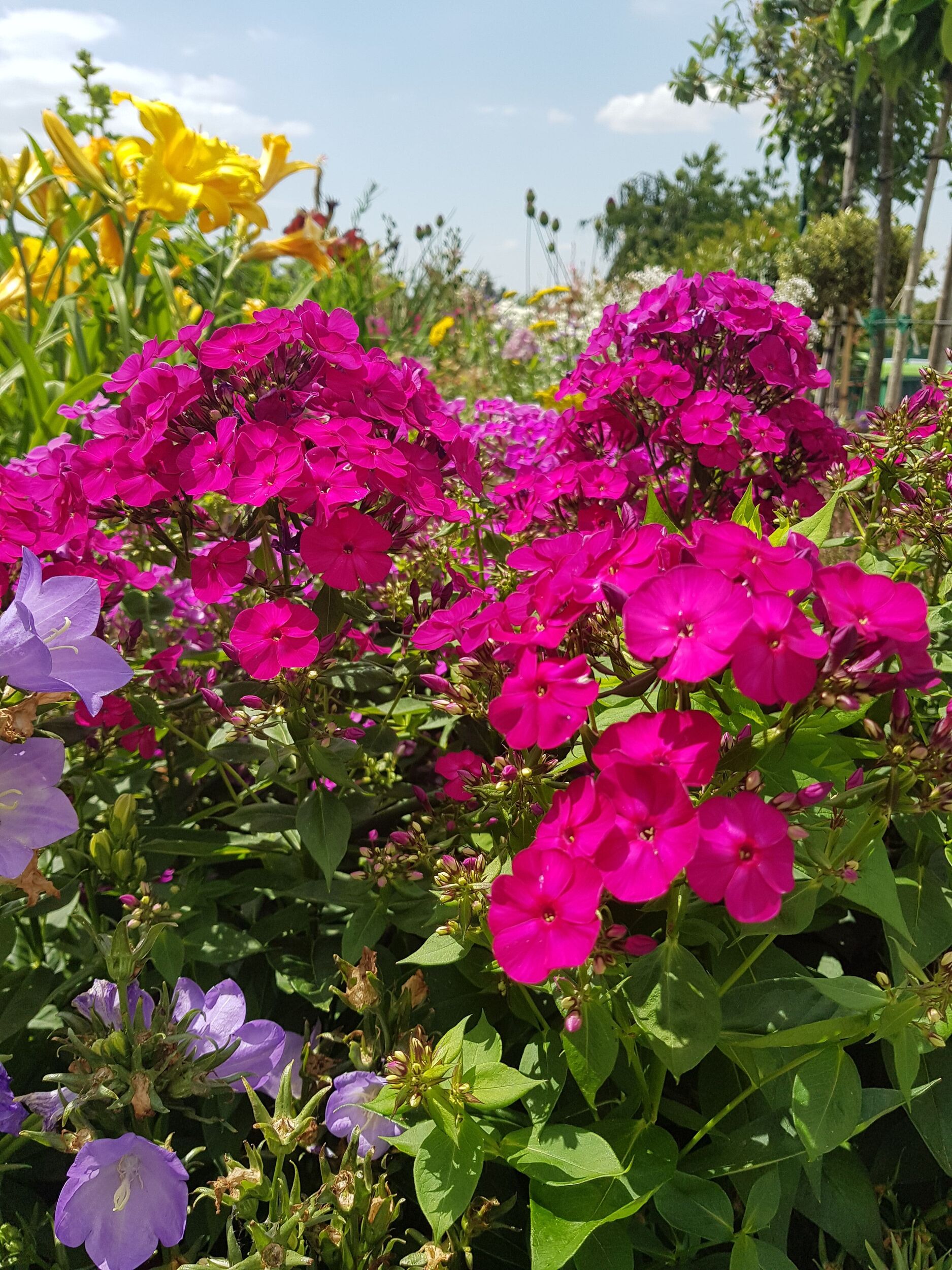 Stauden Gärtnerei Sommer