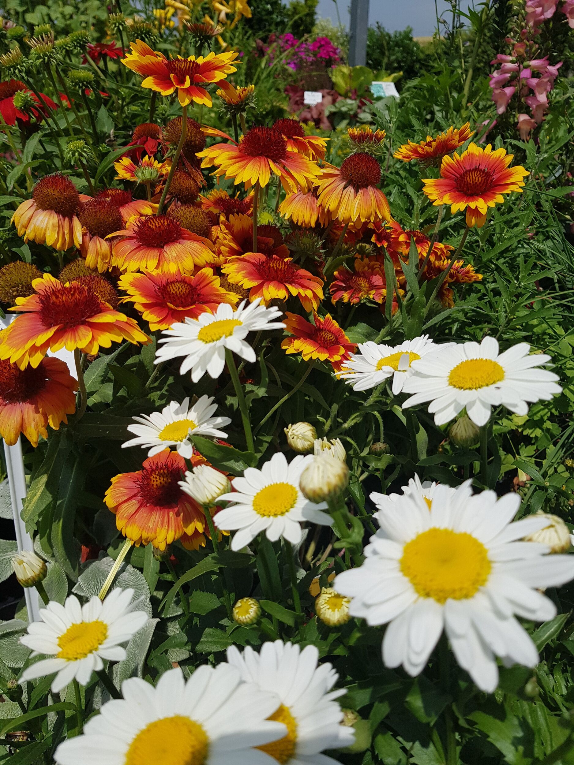 Stauden Gärtnerei Sommer