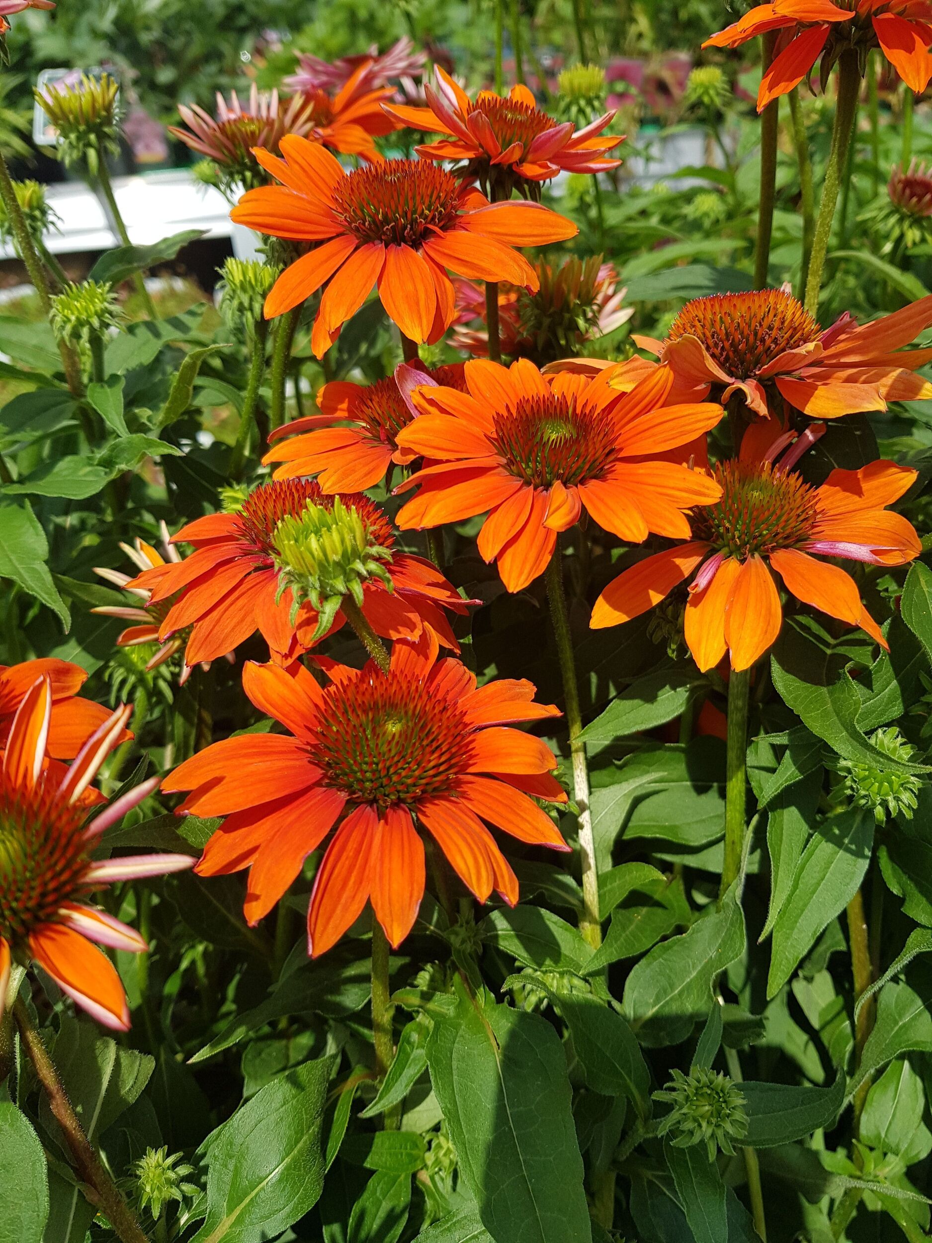Stauden Gärtnerei Sommer