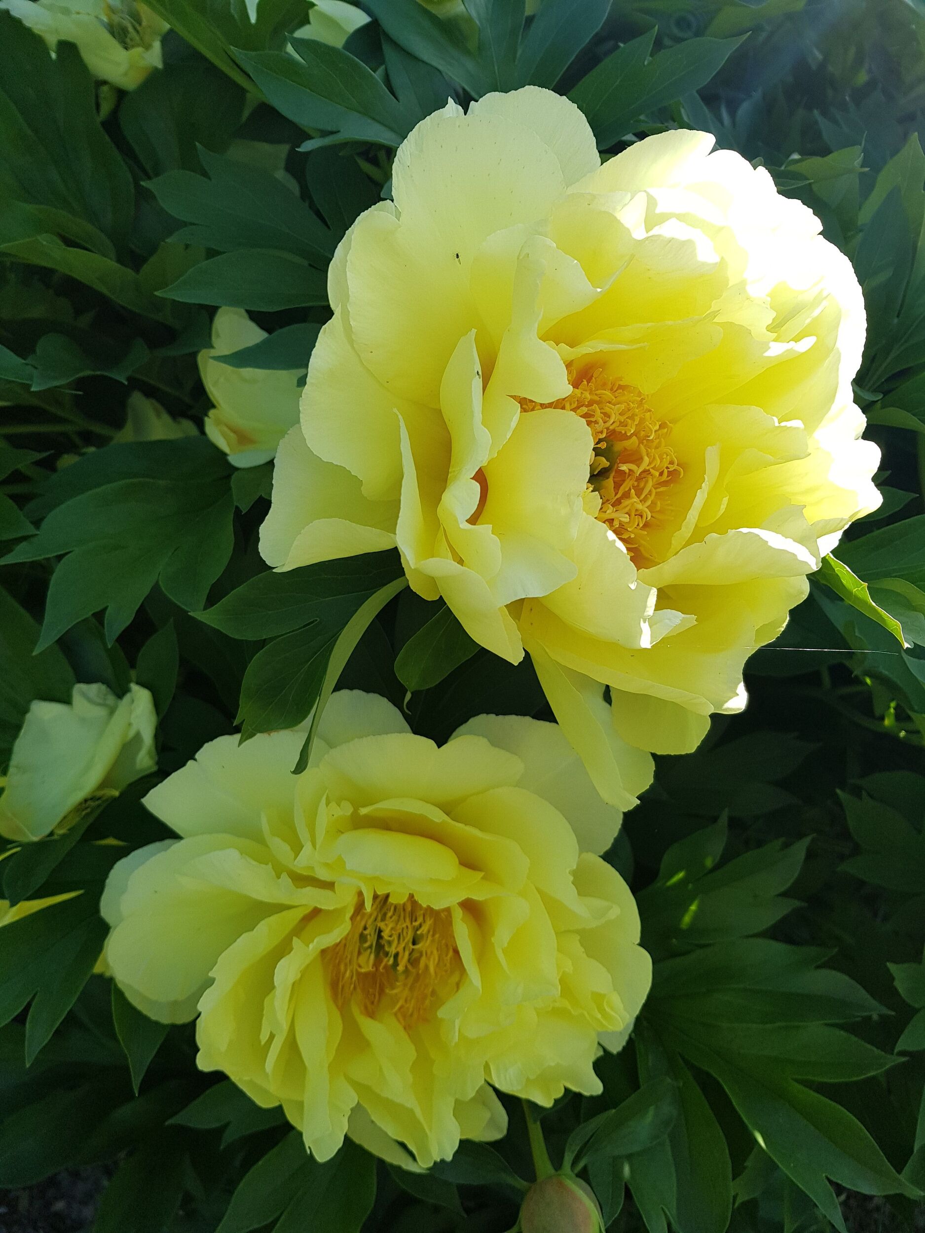 Sträucher Gärtnerei Sommer