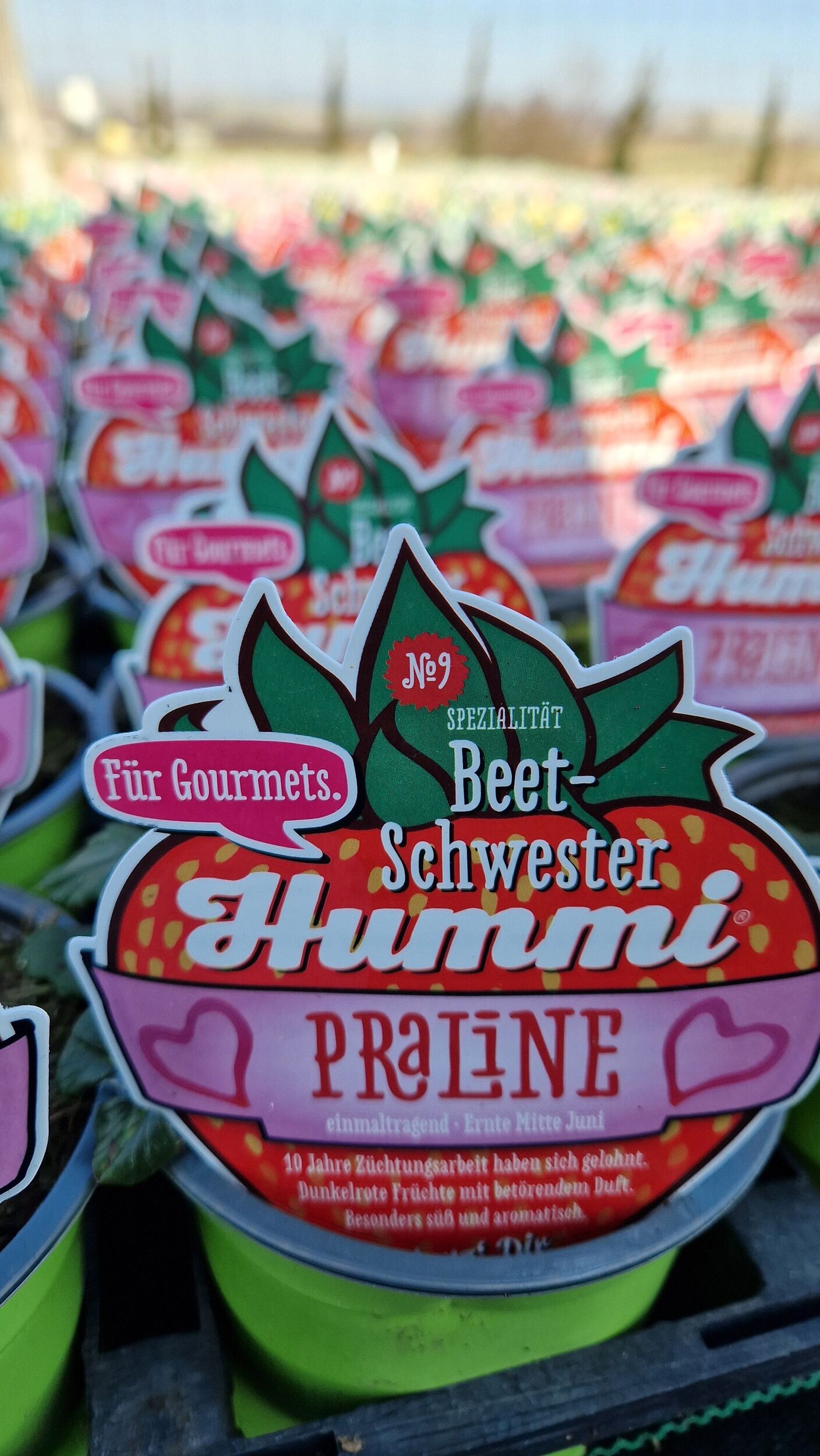 Gärtnerei Sommer