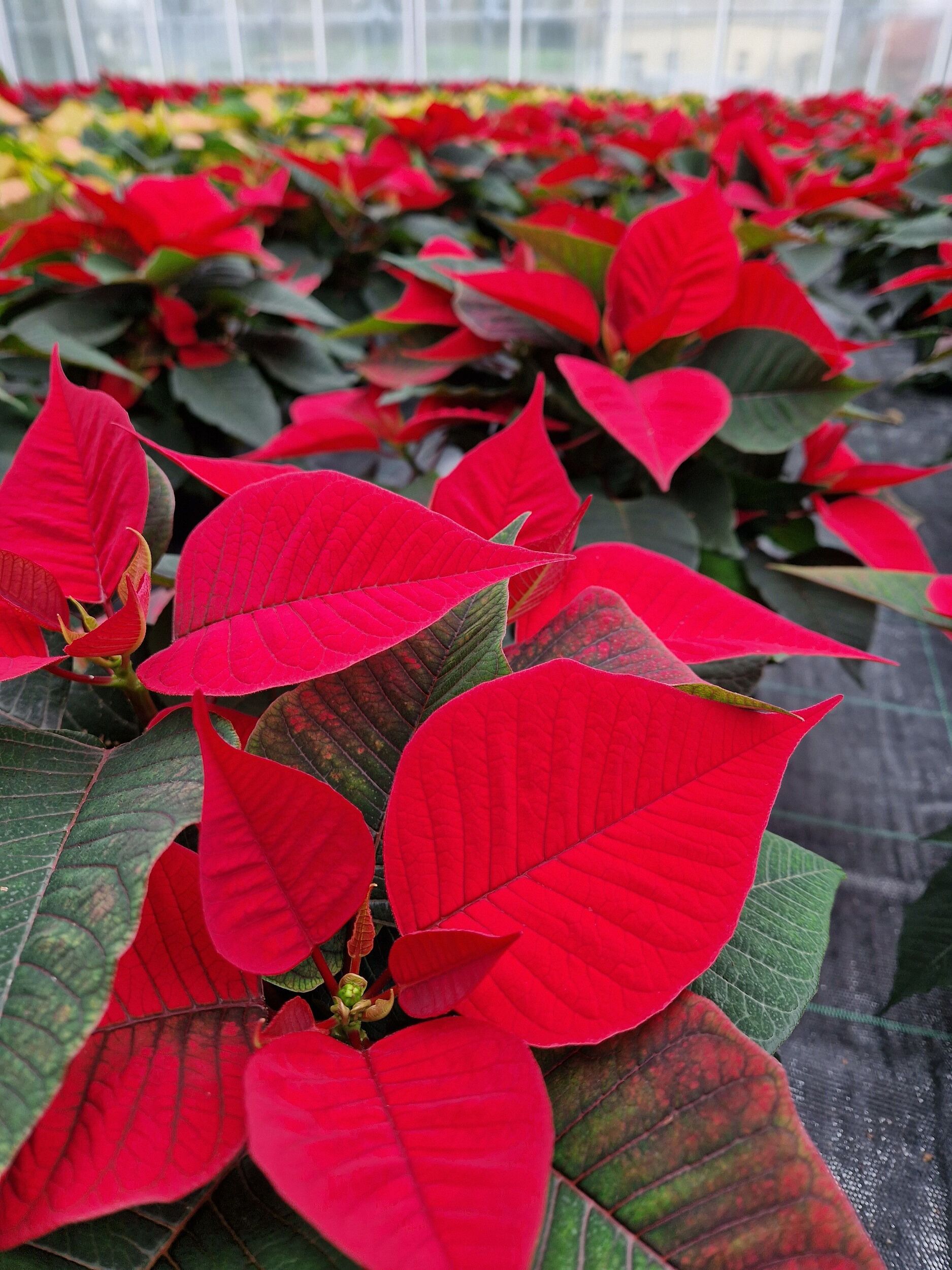 Saisonpflanzen der Gärtnerei Sommer