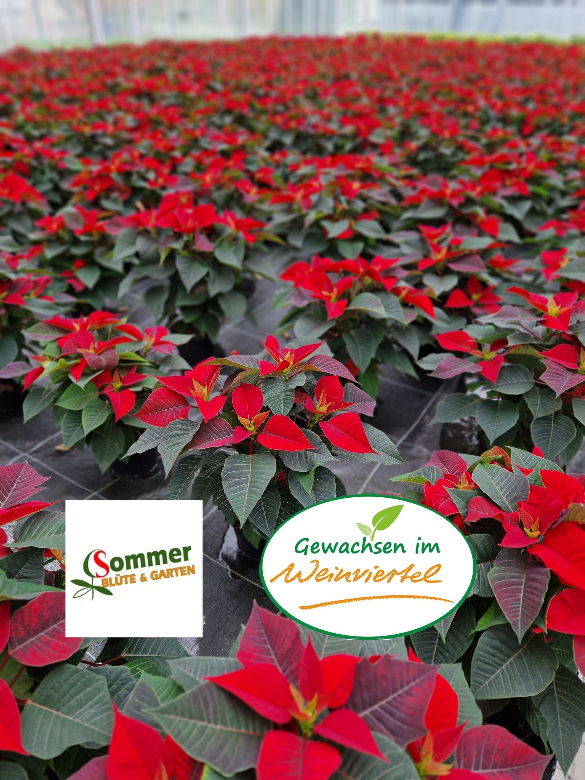 Saisonpflanzen der Gärtnerei Sommer