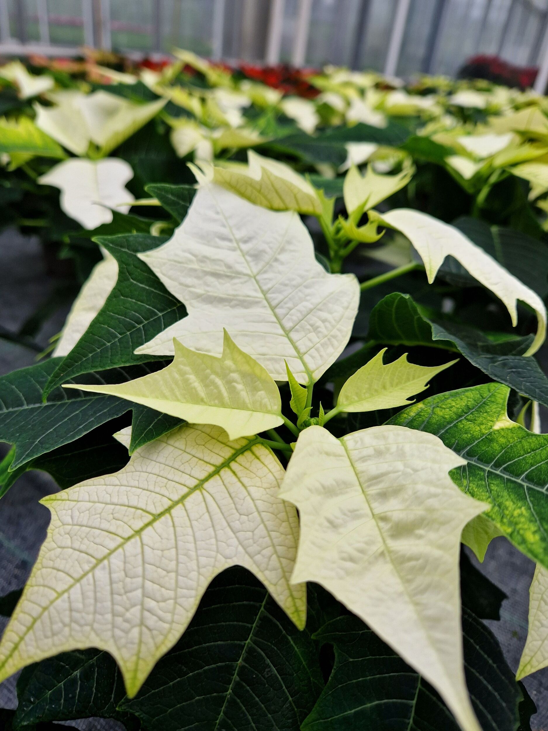 Saisonpflanzen der Gärtnerei Sommer