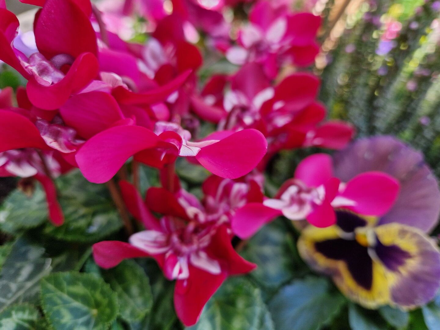 Saisonpflanzen der Gärtnerei Sommer