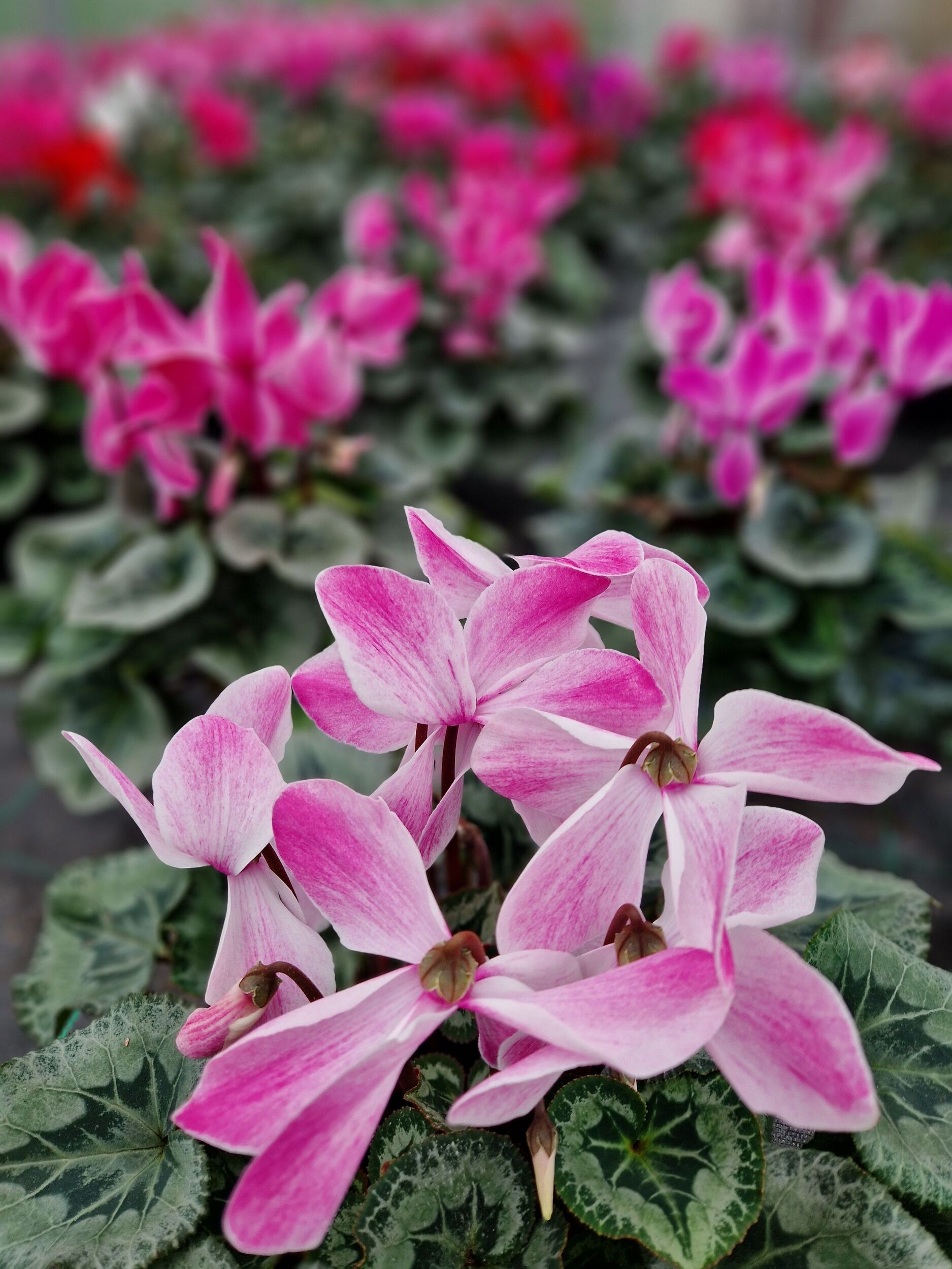 Saisonpflanzen der Gärtnerei Sommer