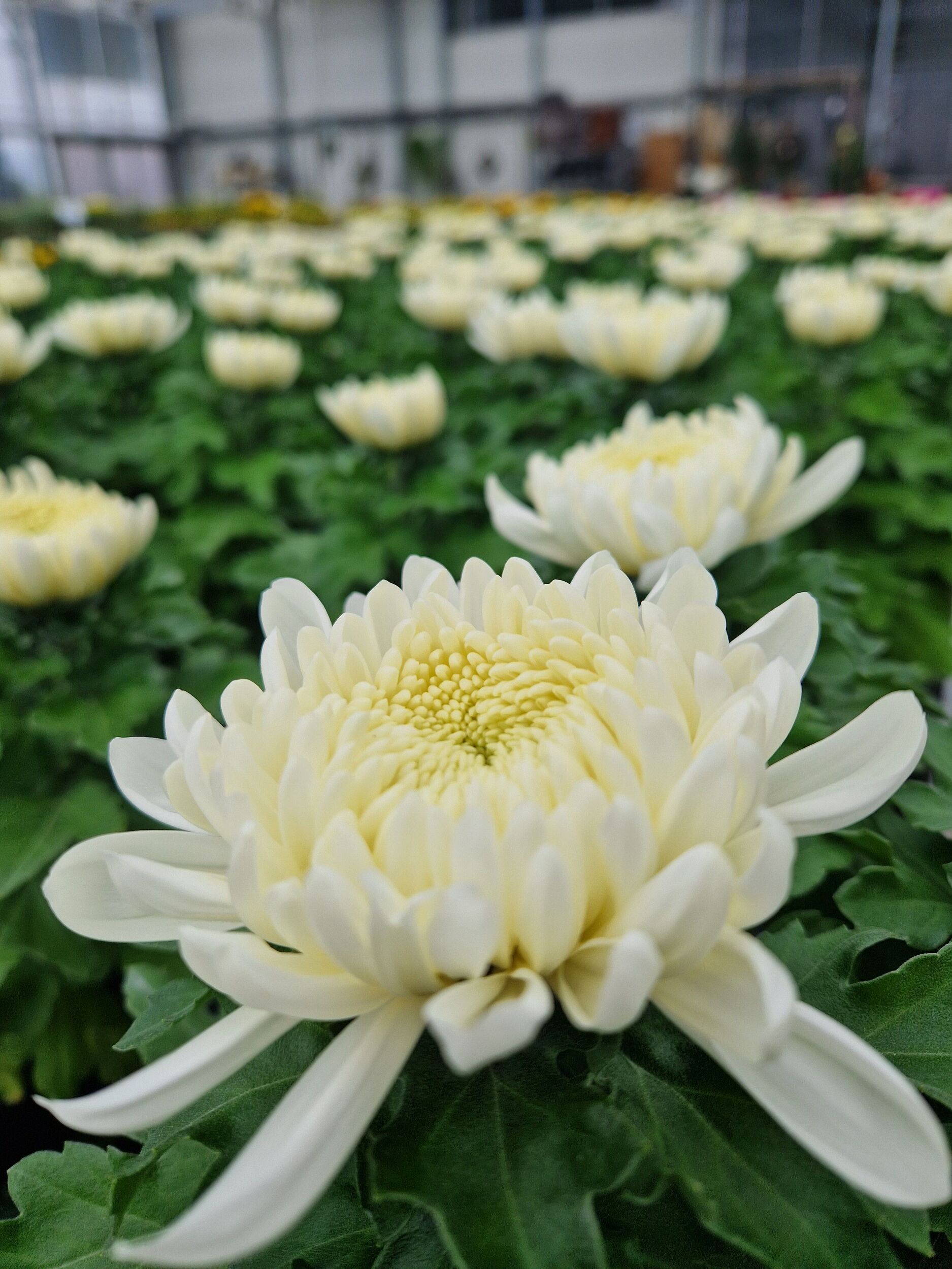 Saisonpflanzen der Gärtnerei Sommer