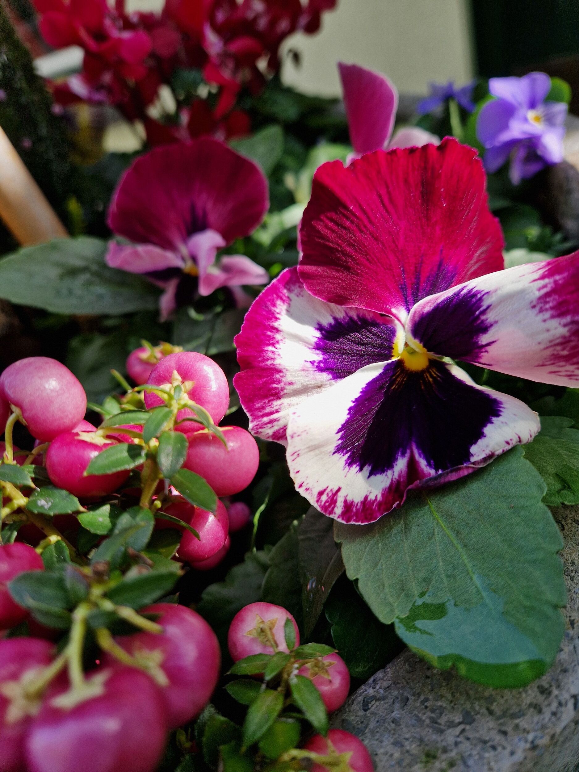 Saisonpflanzen der Gärtnerei Sommer