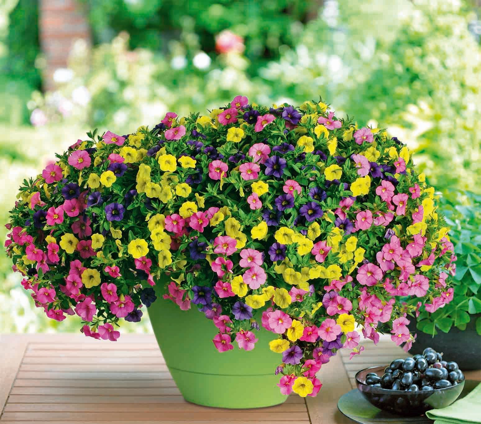 Saisonpflanzen der Gärtnerei Sommer