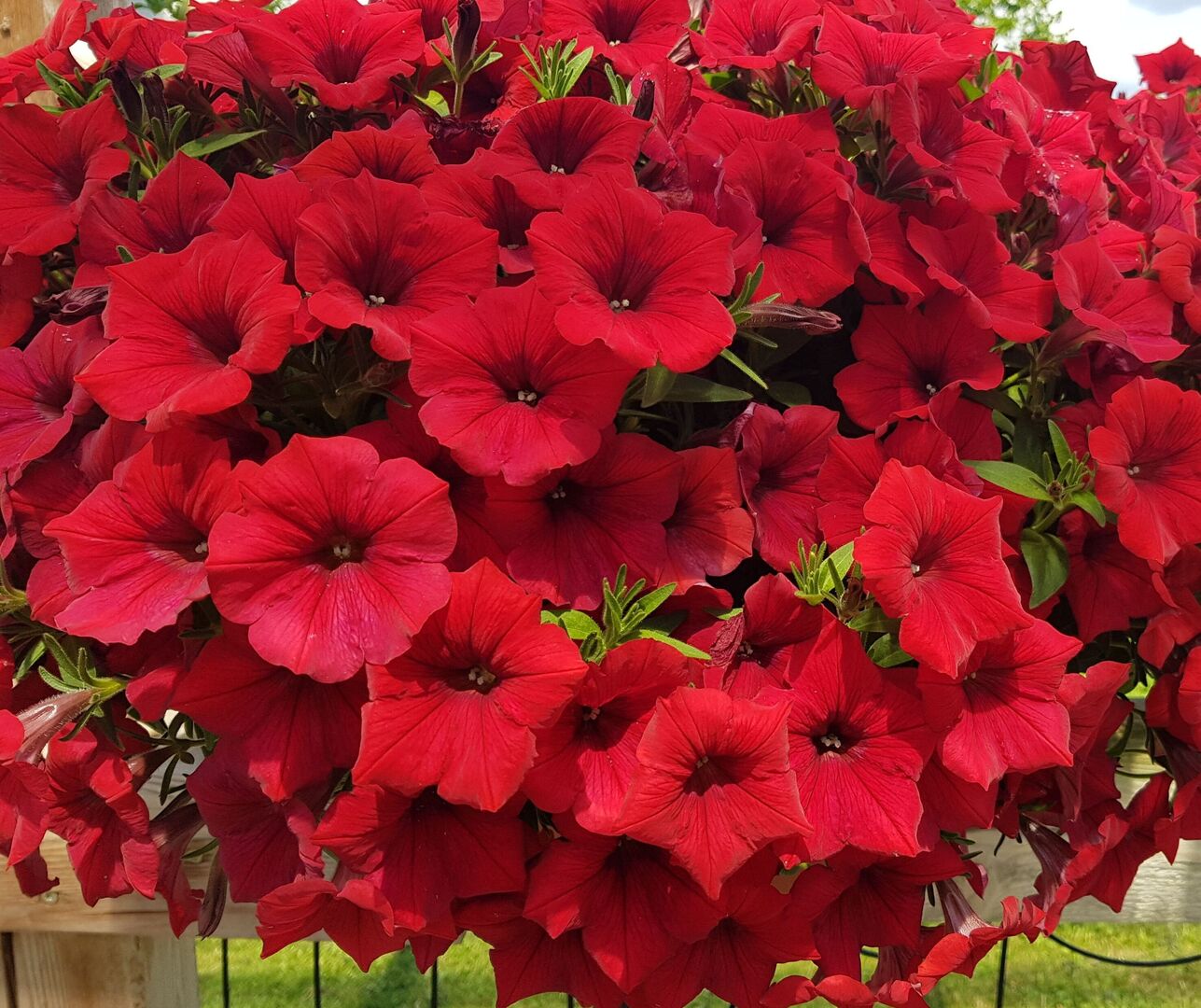 Saisonpflanzen der Gärtnerei Sommer