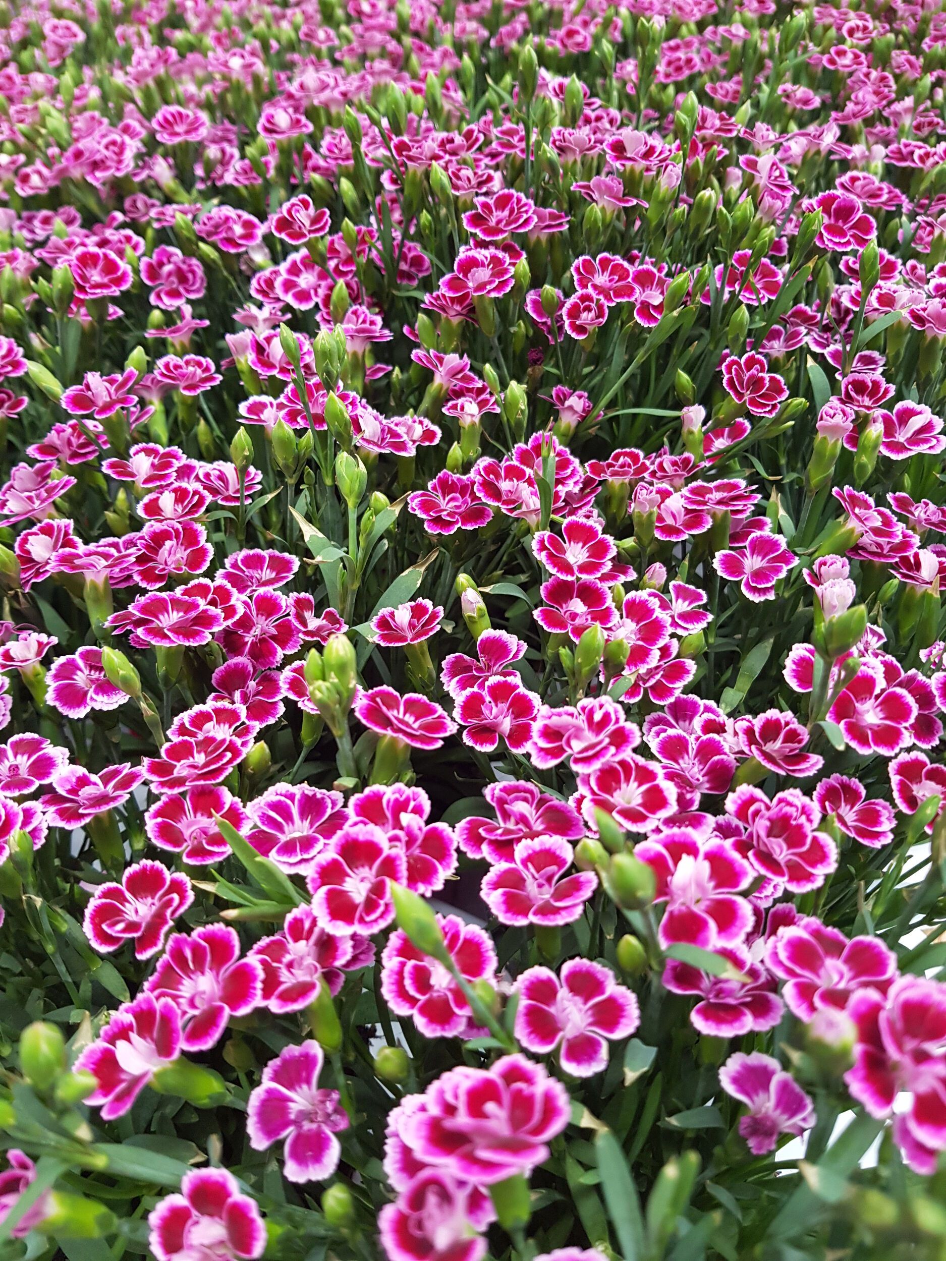 Saisonpflanzen der Gärtnerei Sommer