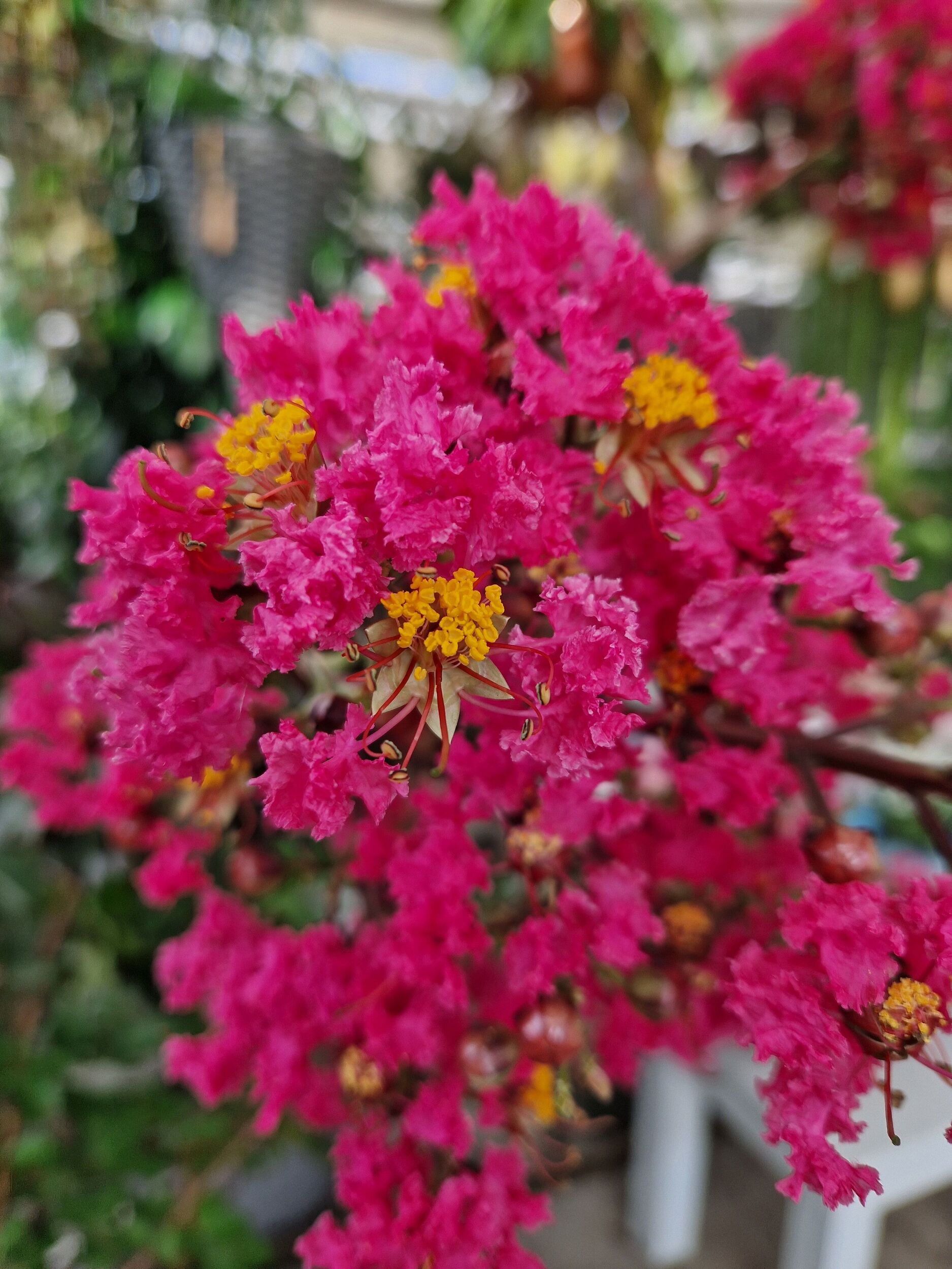 Sträucher bei Gärtnerei Sommer