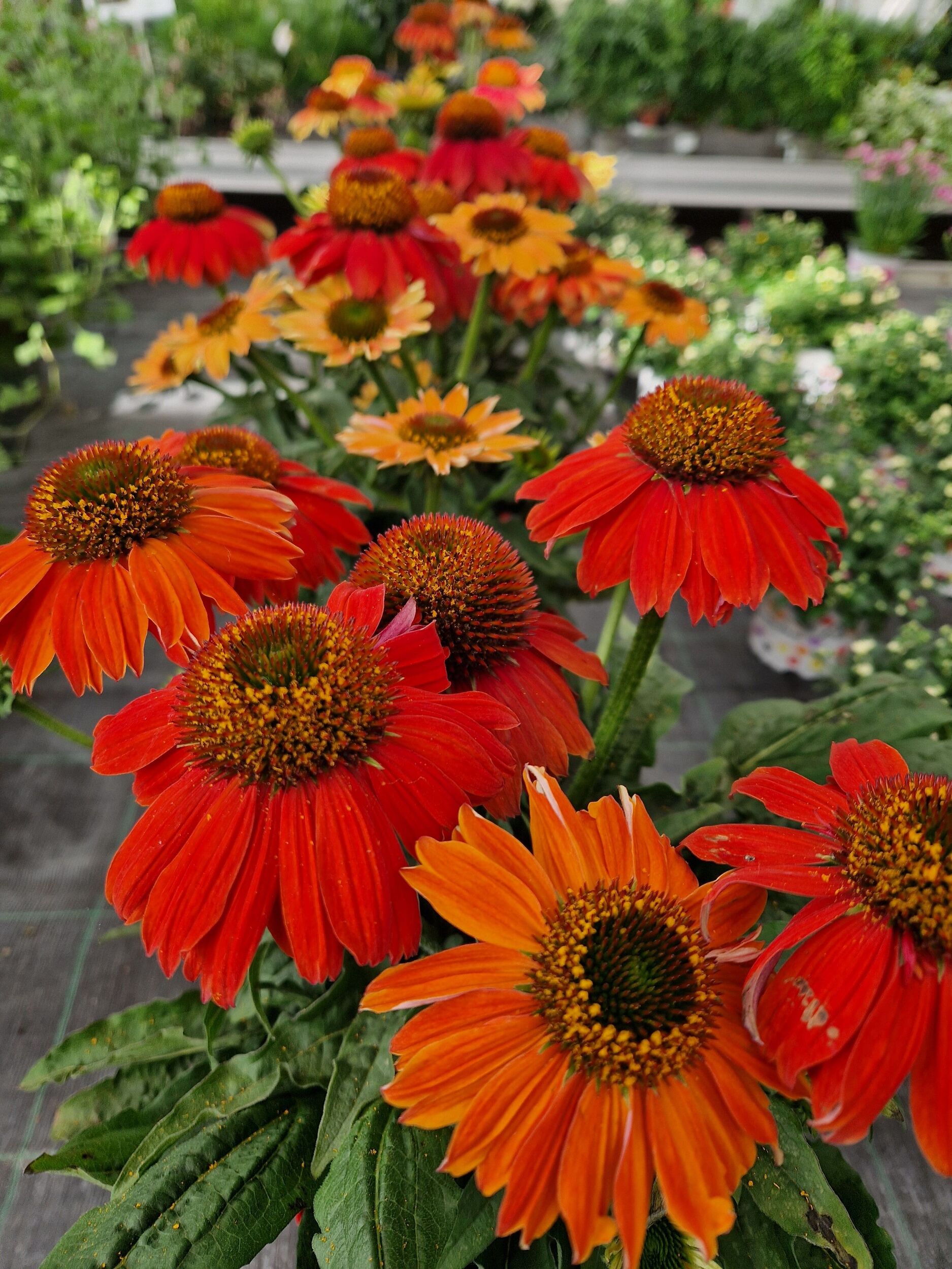 Stauden Gärtnerei Sommer