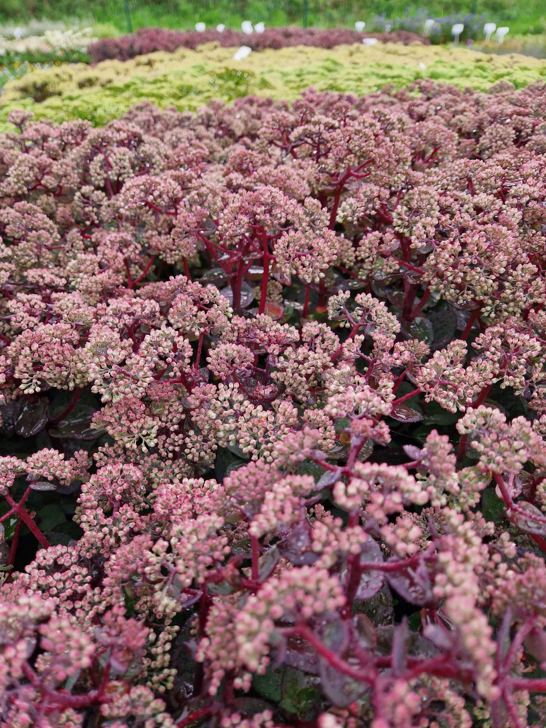 Stauden Gärtnerei Sommer