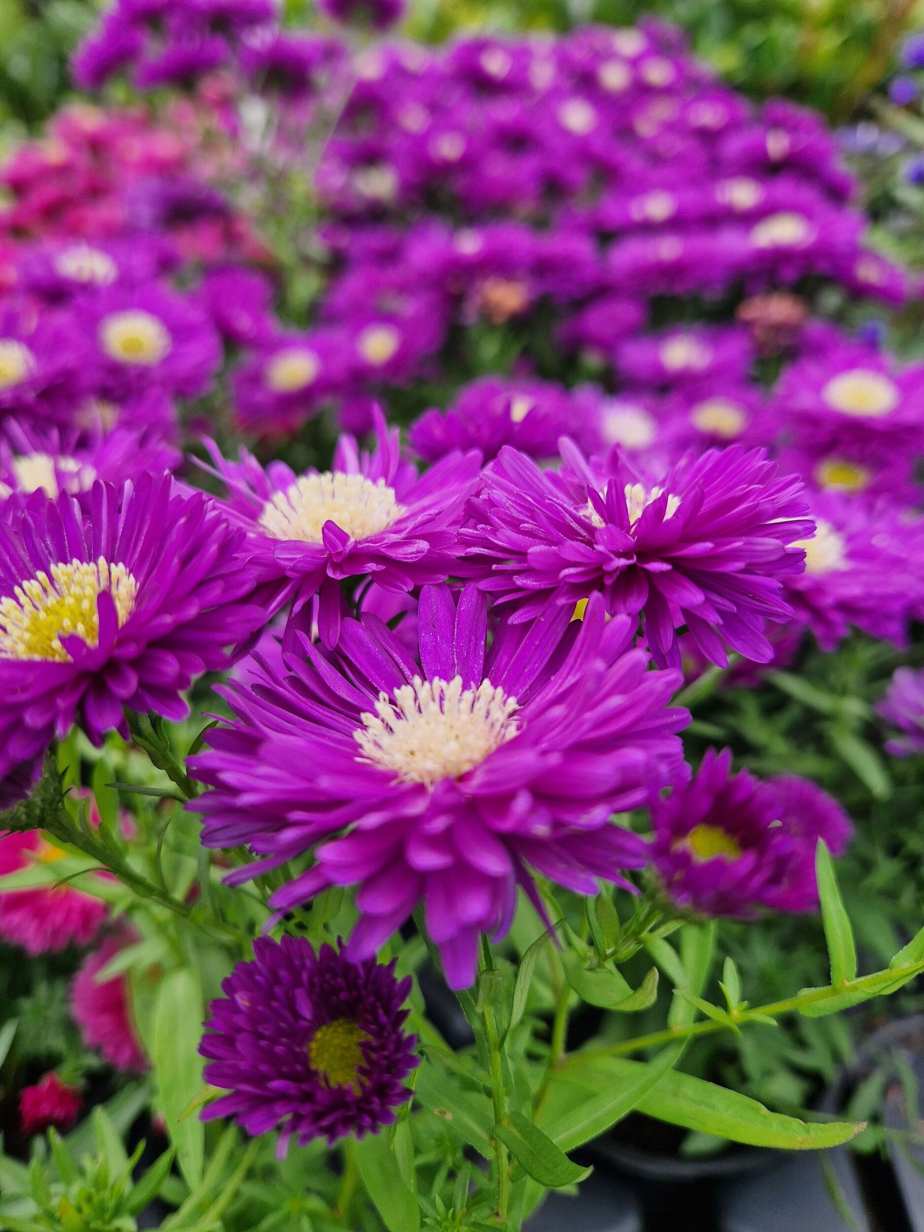 Stauden Gärtnerei Sommer