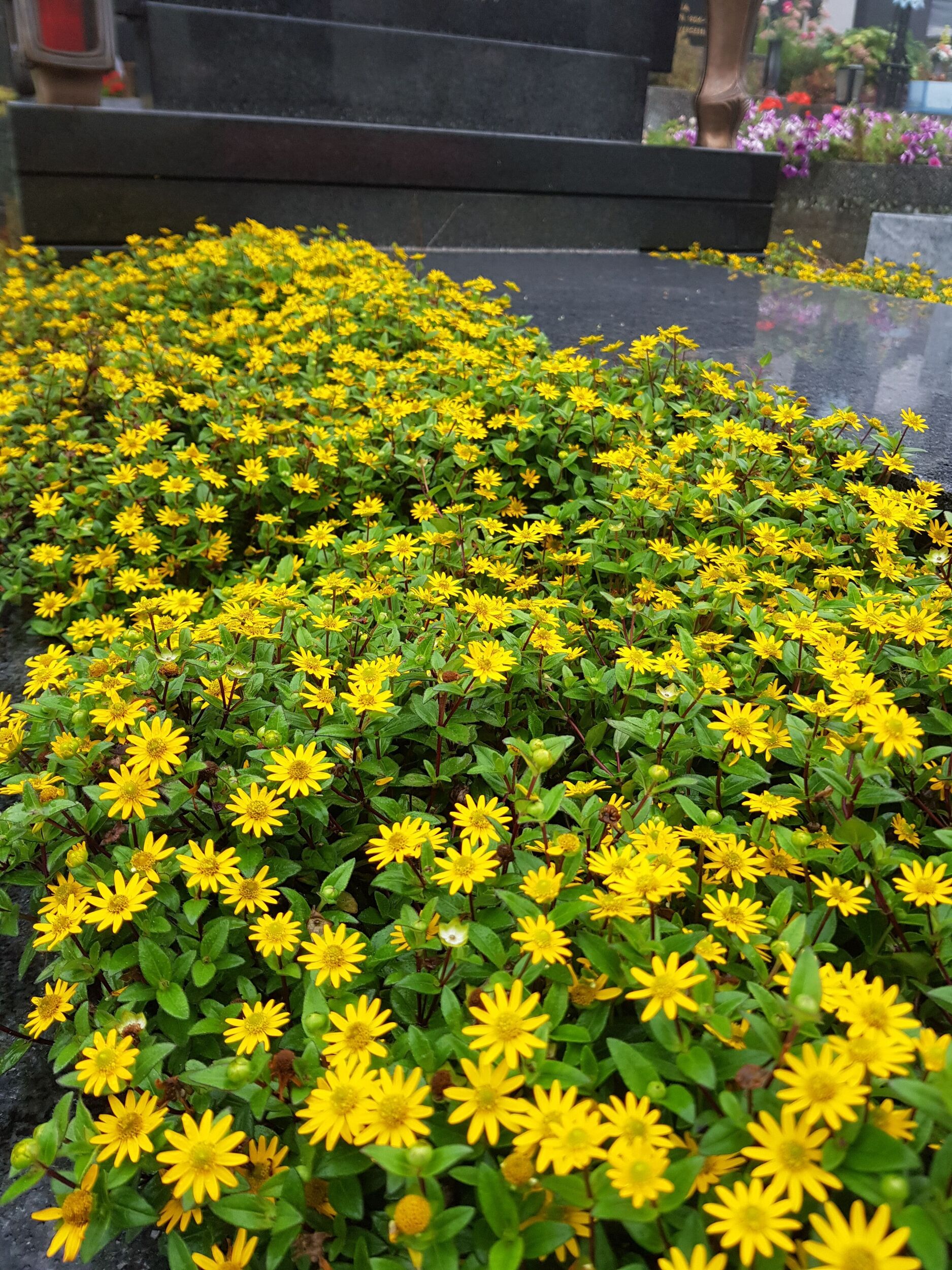 Grabpflege Gärtnerei Sommer