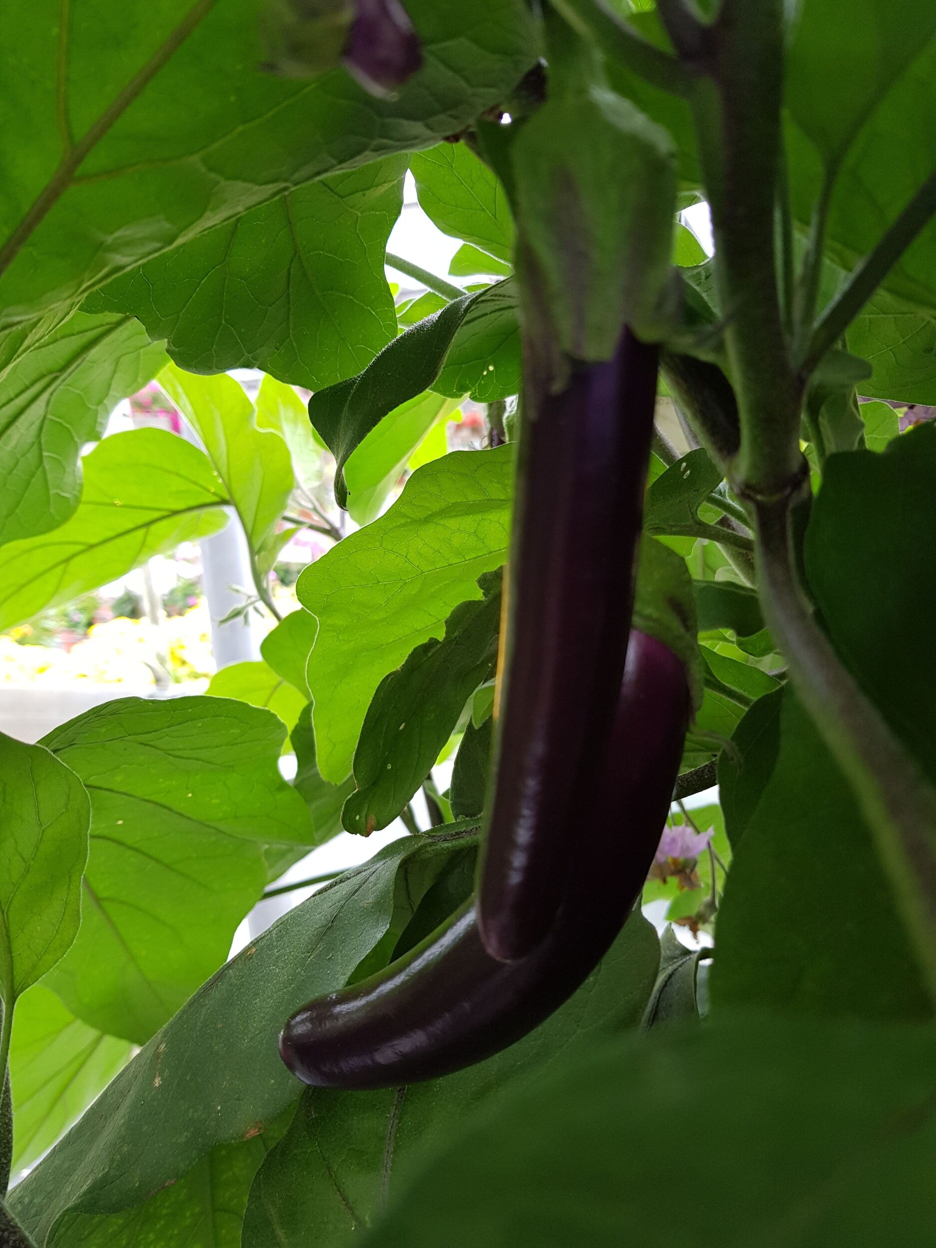 Gemüsejungpflanzen Gärtnerei Sommer