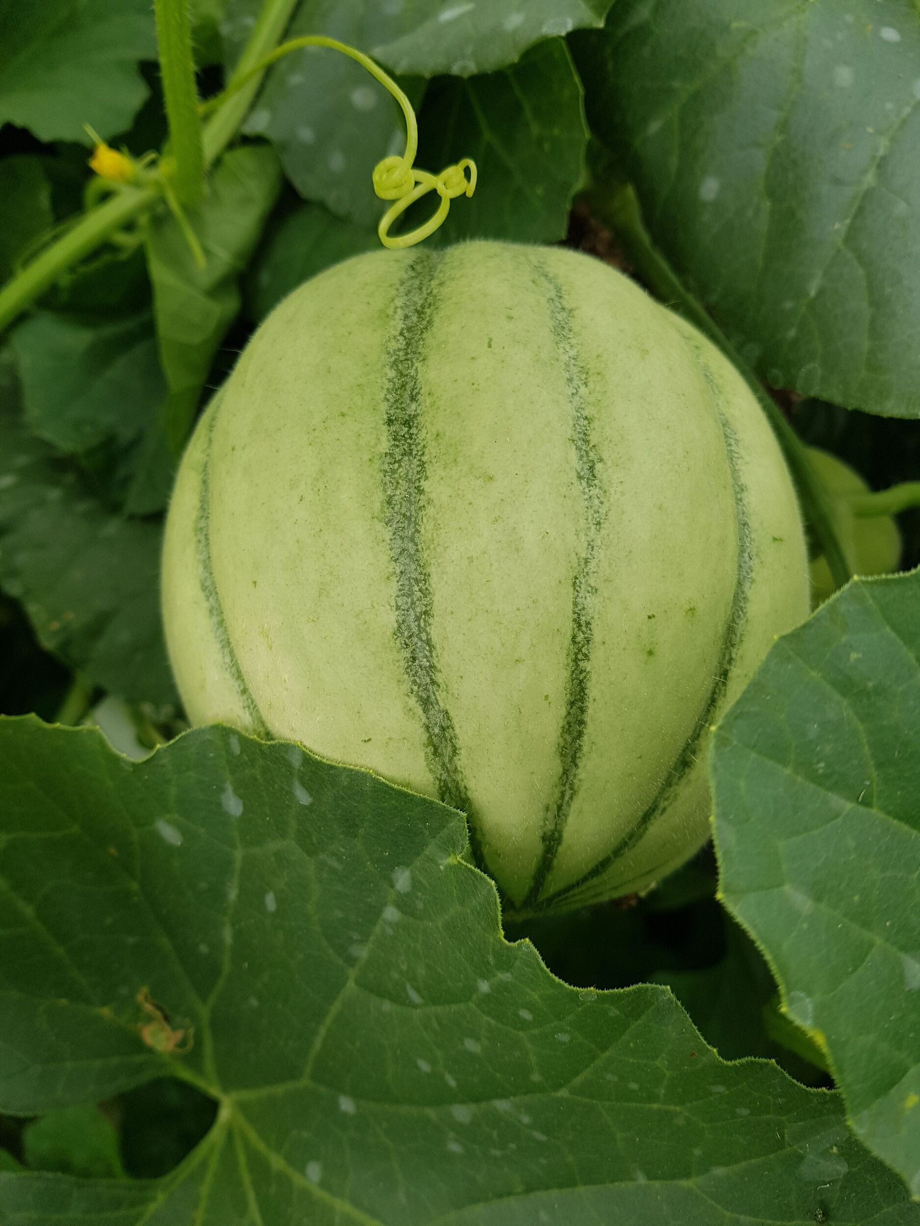 Gemüsejungpflanzen Gärtnerei Sommer