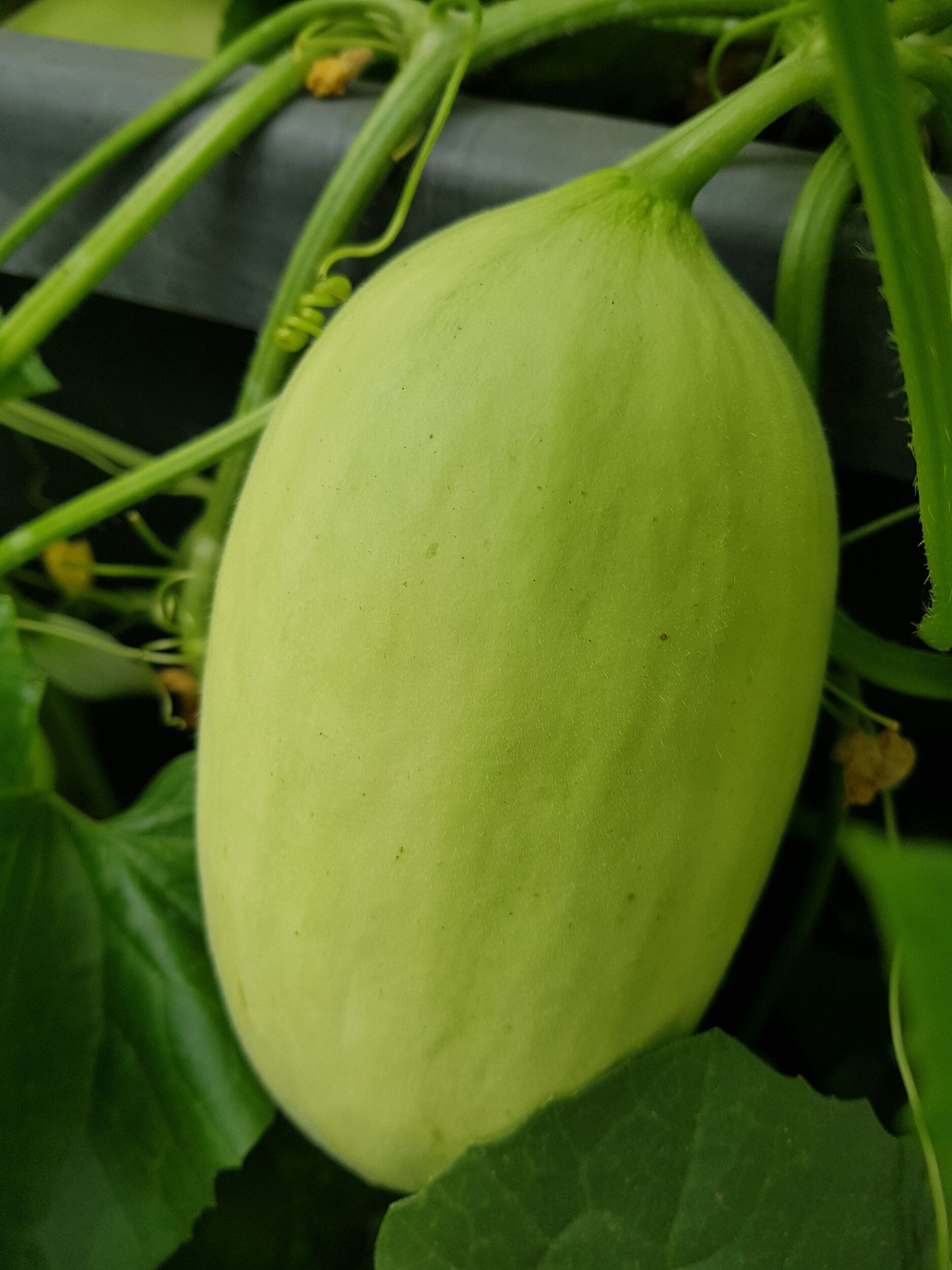 Gemüsejungpflanzen Gärtnerei Sommer