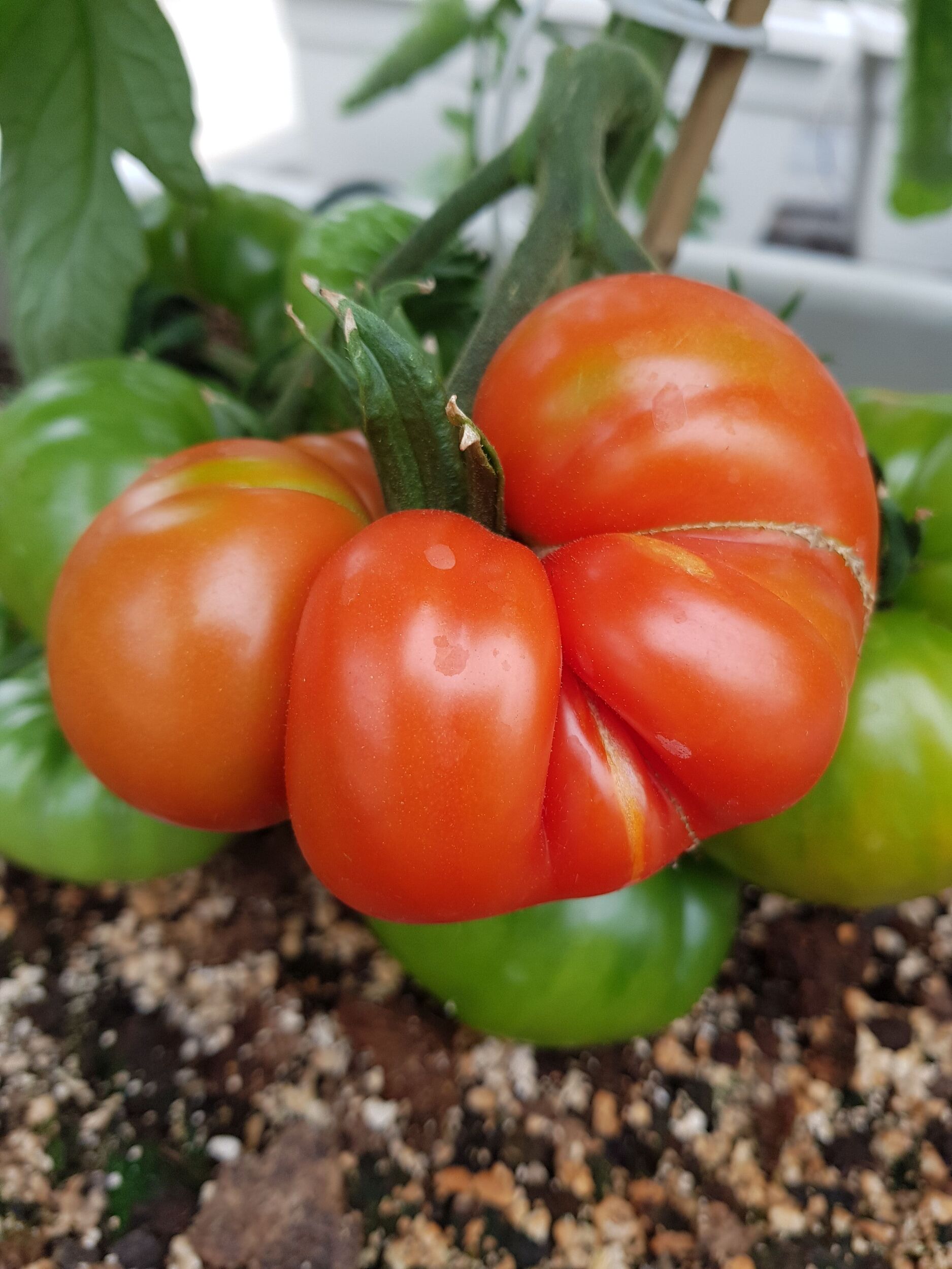 Gemüsejungpflanzen Gärtnerei Sommer