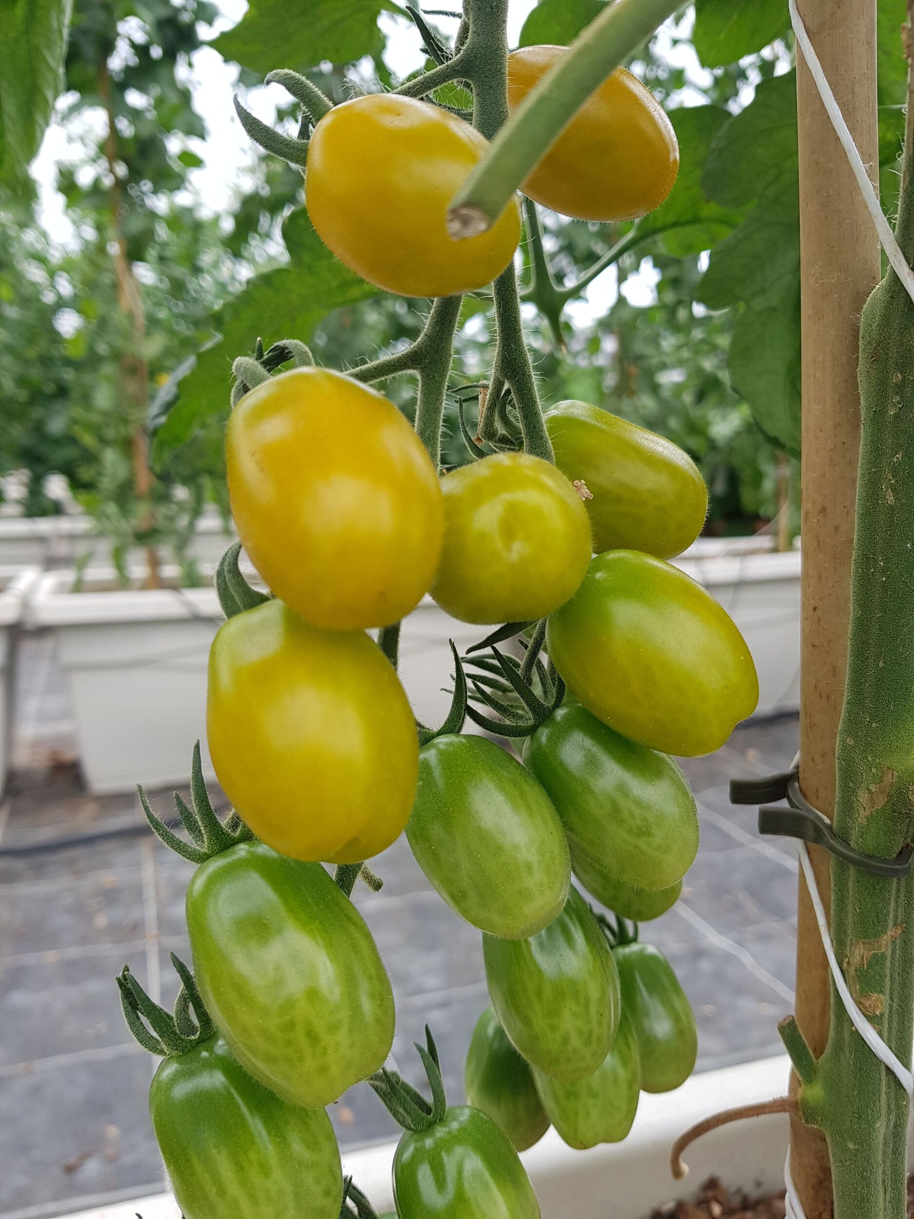 Gemüsejungpflanzen Gärtnerei Sommer