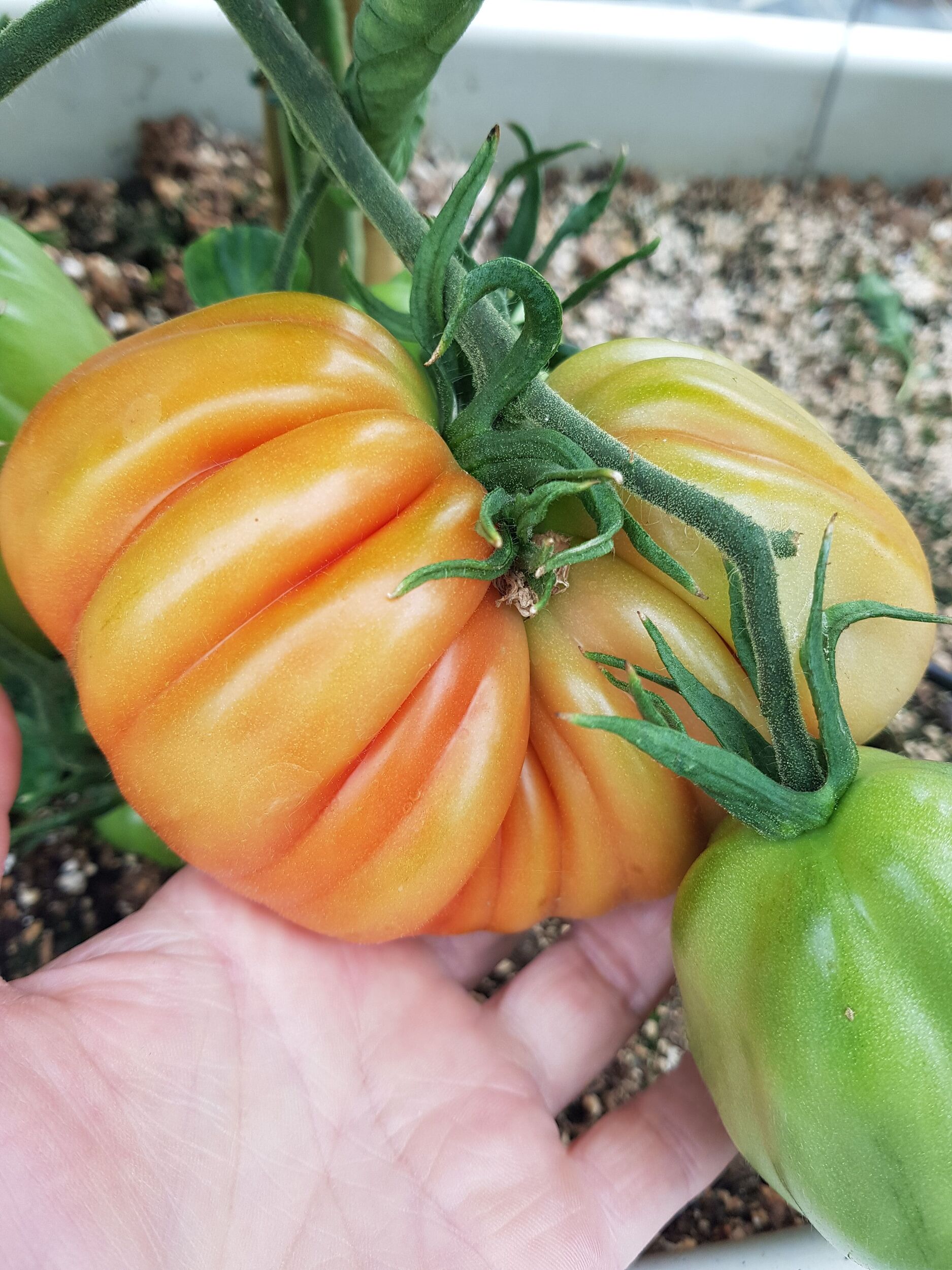 Gemüsejungpflanzen Gärtnerei Sommer