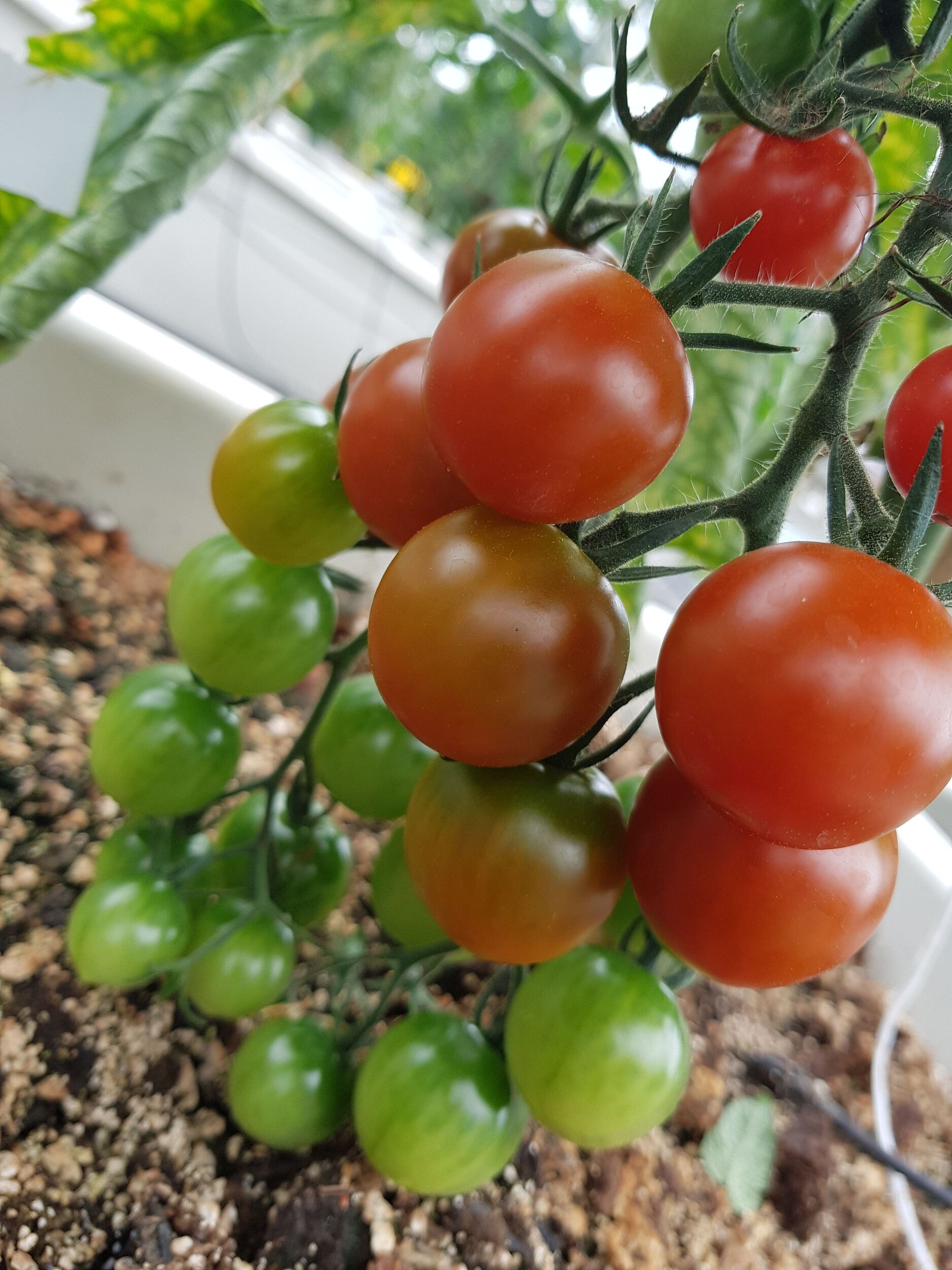 Gemüsejungpflanzen Gärtnerei Sommer