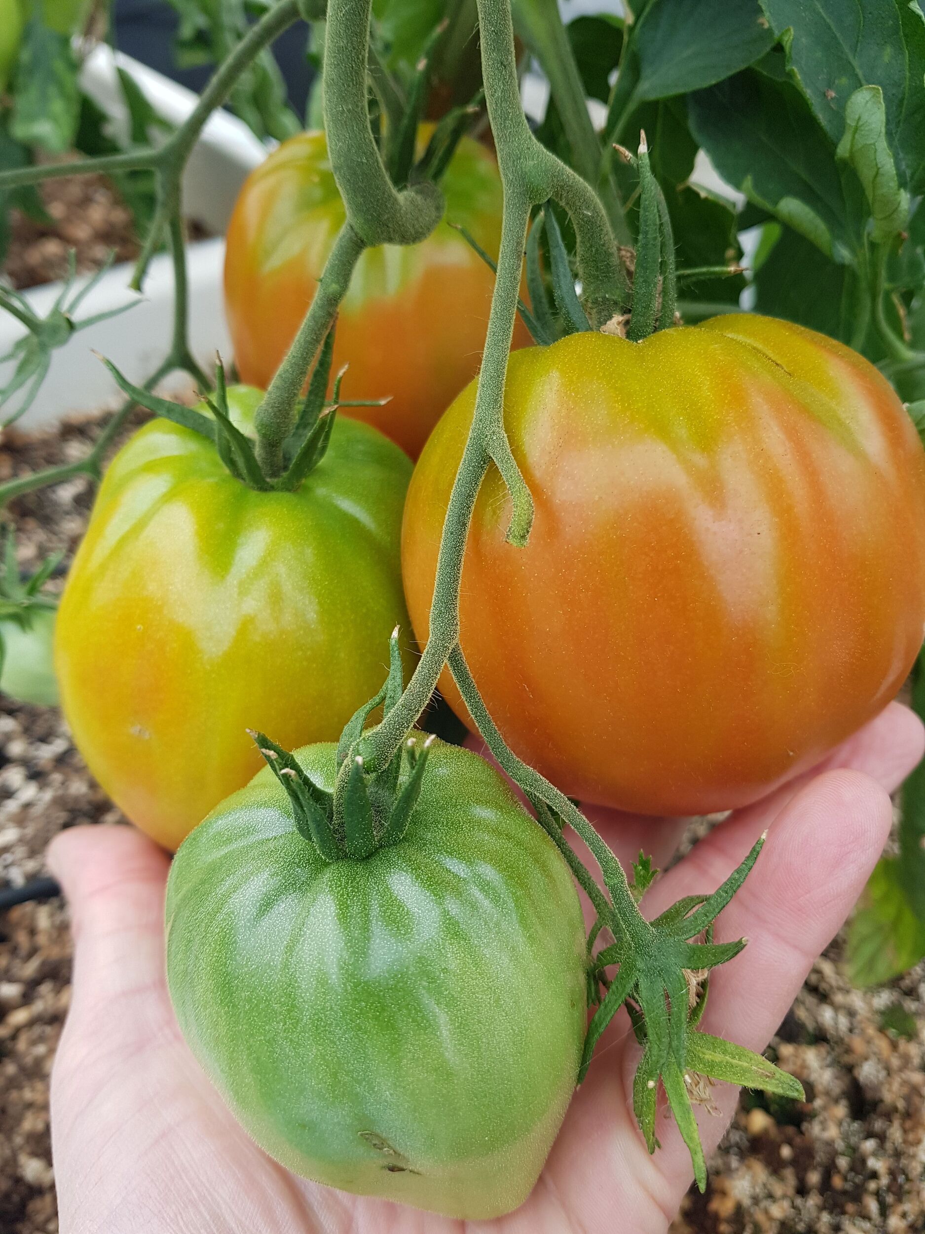 Gemüsejungpflanzen Gärtnerei Sommer