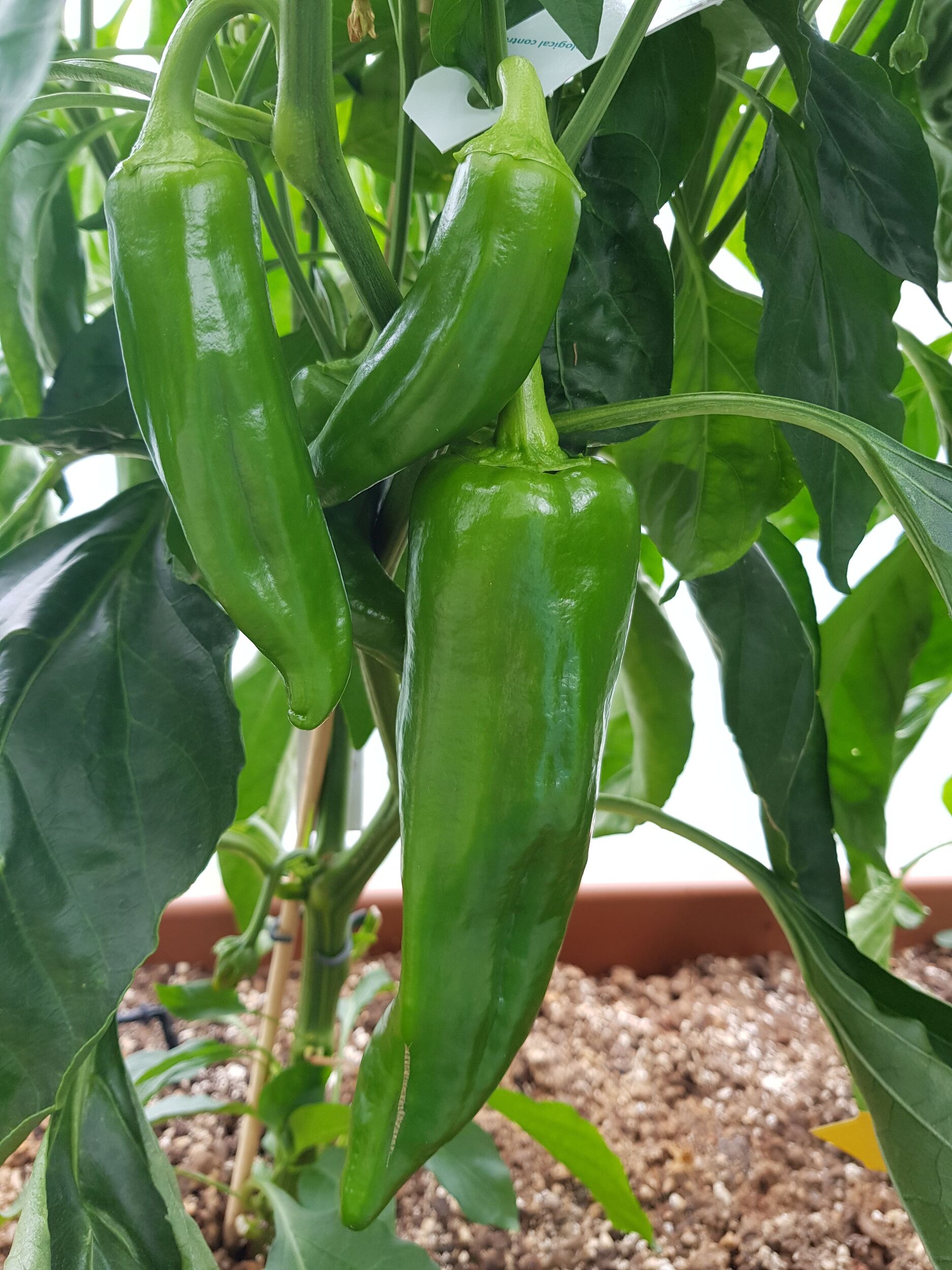 Gemüsejungpflanzen Gärtnerei Sommer