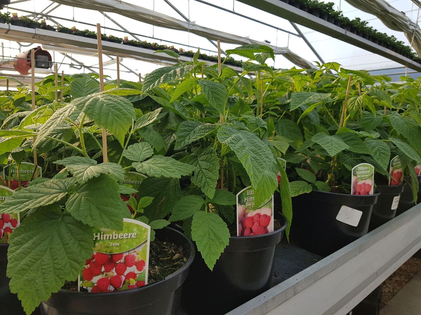 Beerensträucher bei Gärtnerei Sommer