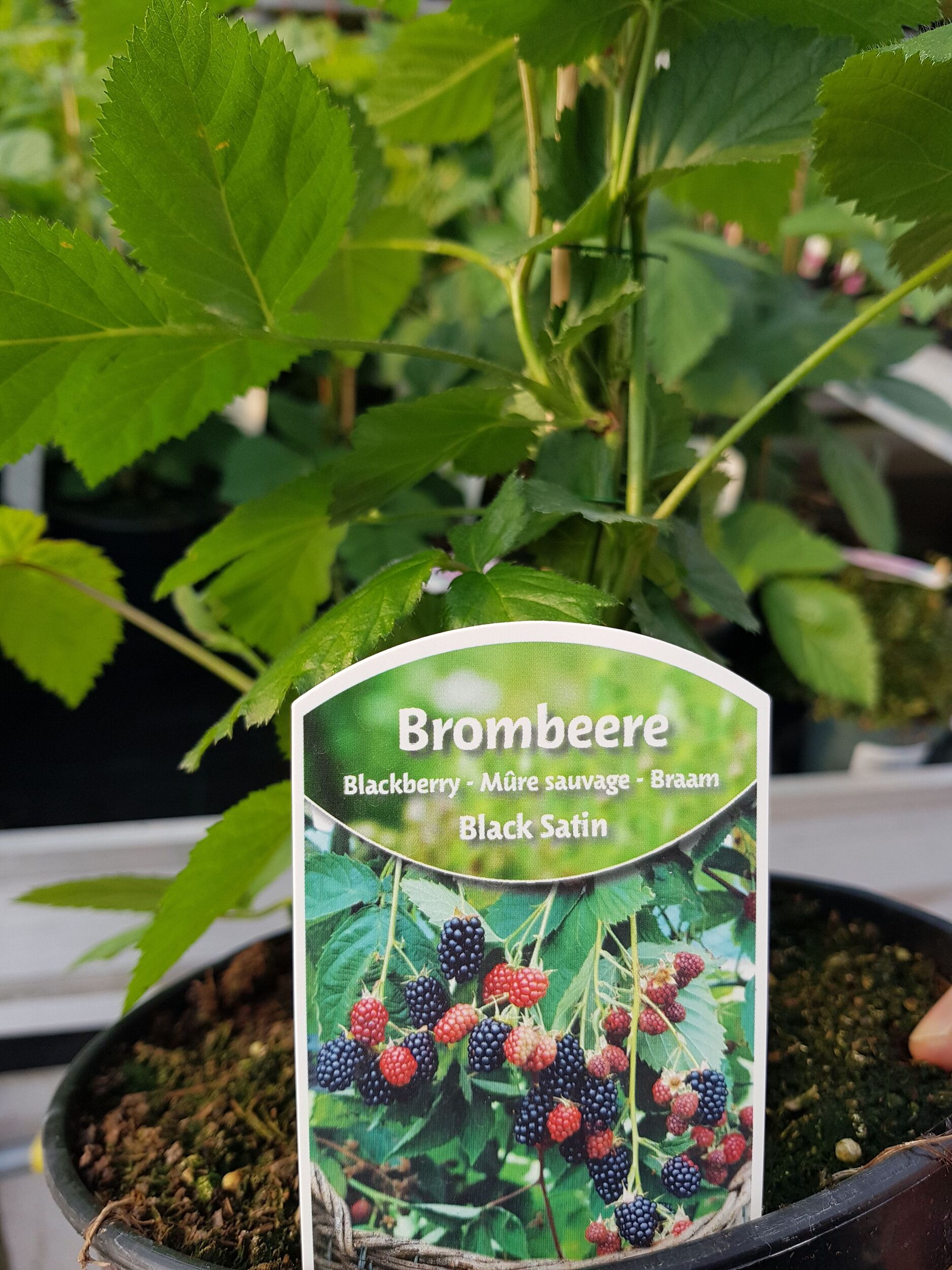 Beerensträucher bei Gärtnerei Sommer