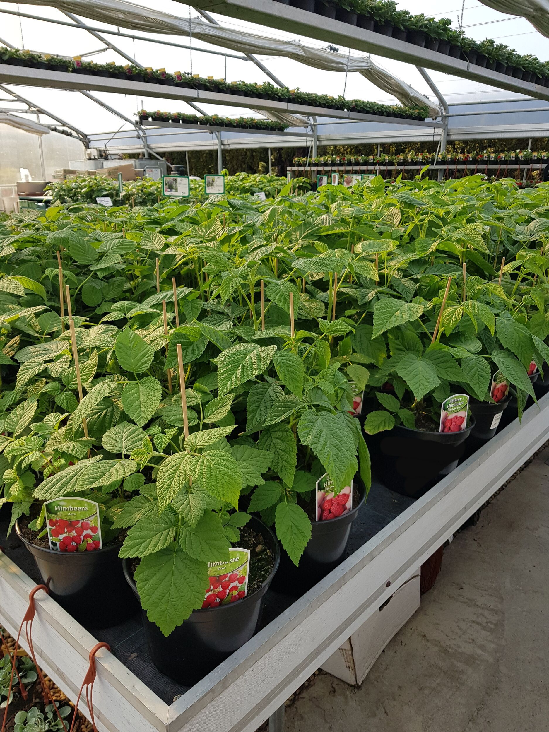 Beerensträucher bei Gärtnerei Sommer