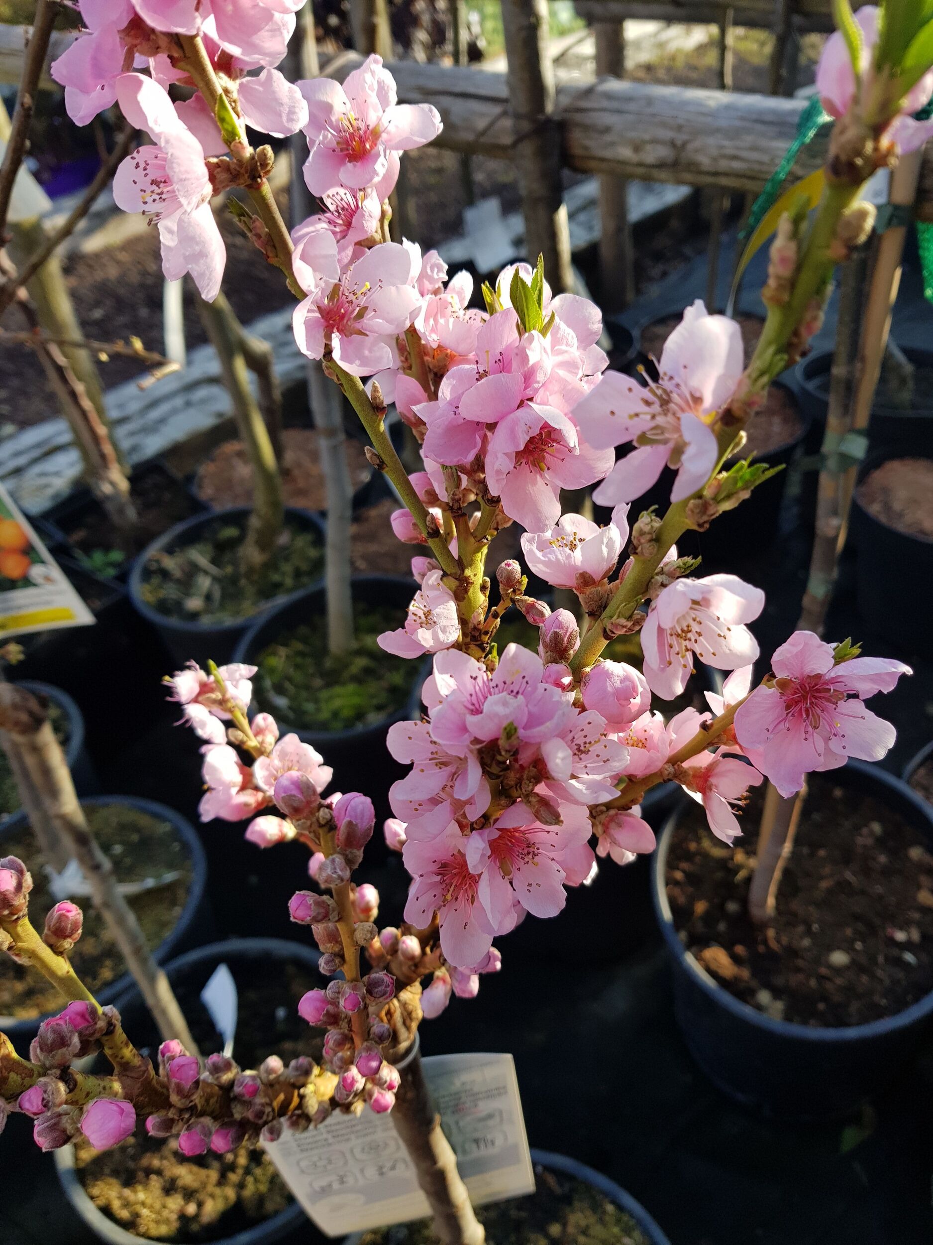 Obstgehölze bei Gärtnerei Sommer