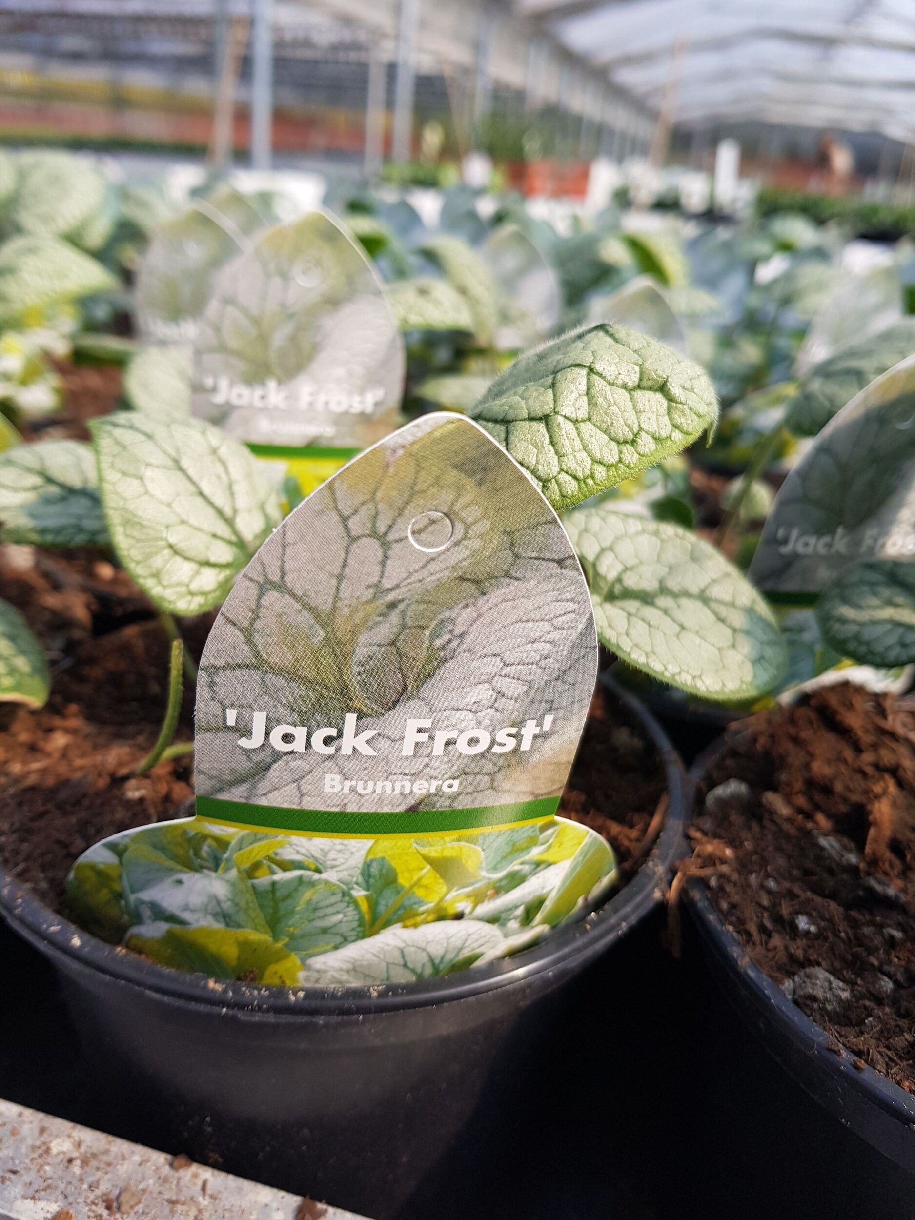 Stauden Gärtnerei Sommer