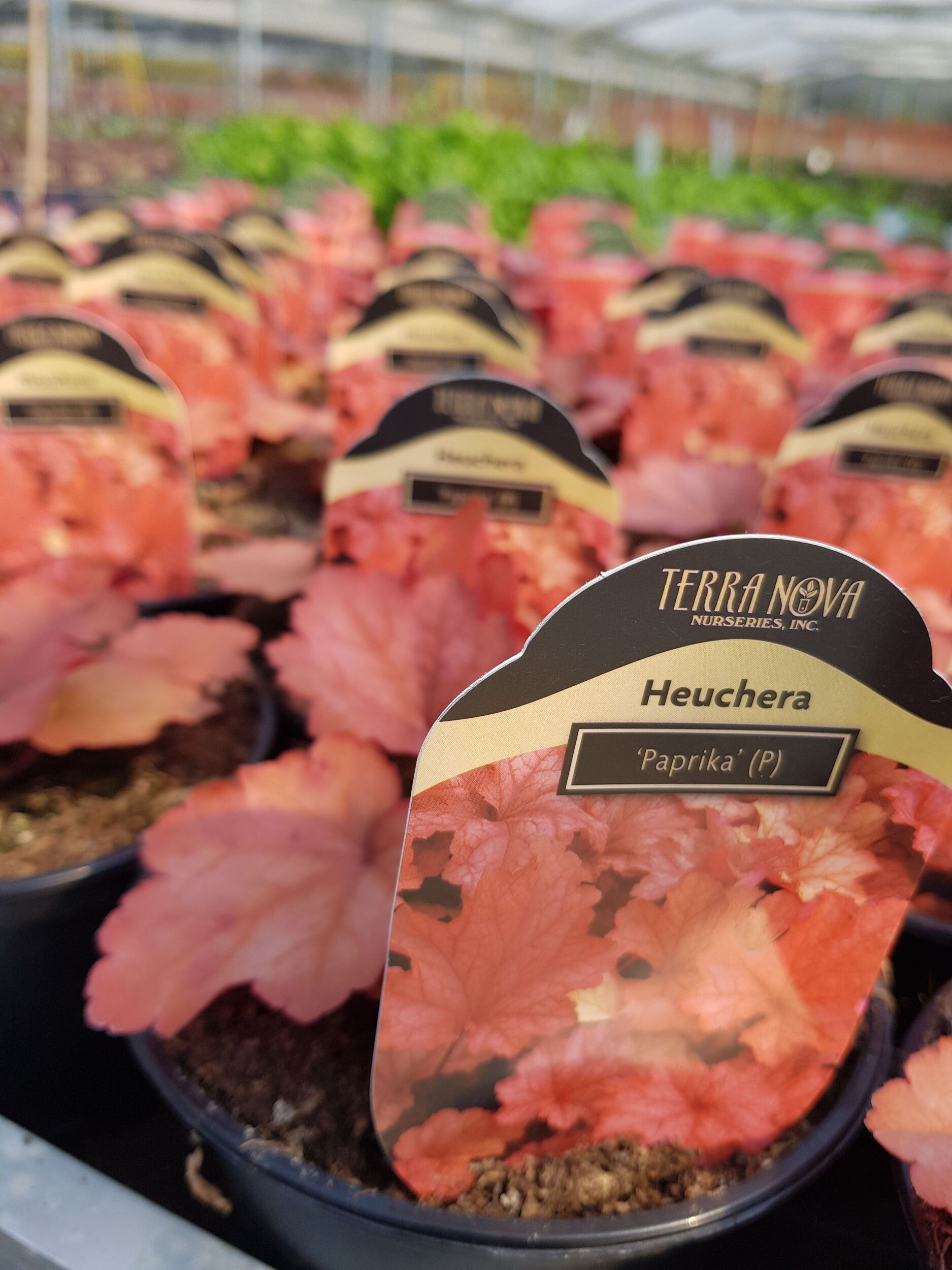 Stauden Gärtnerei Sommer