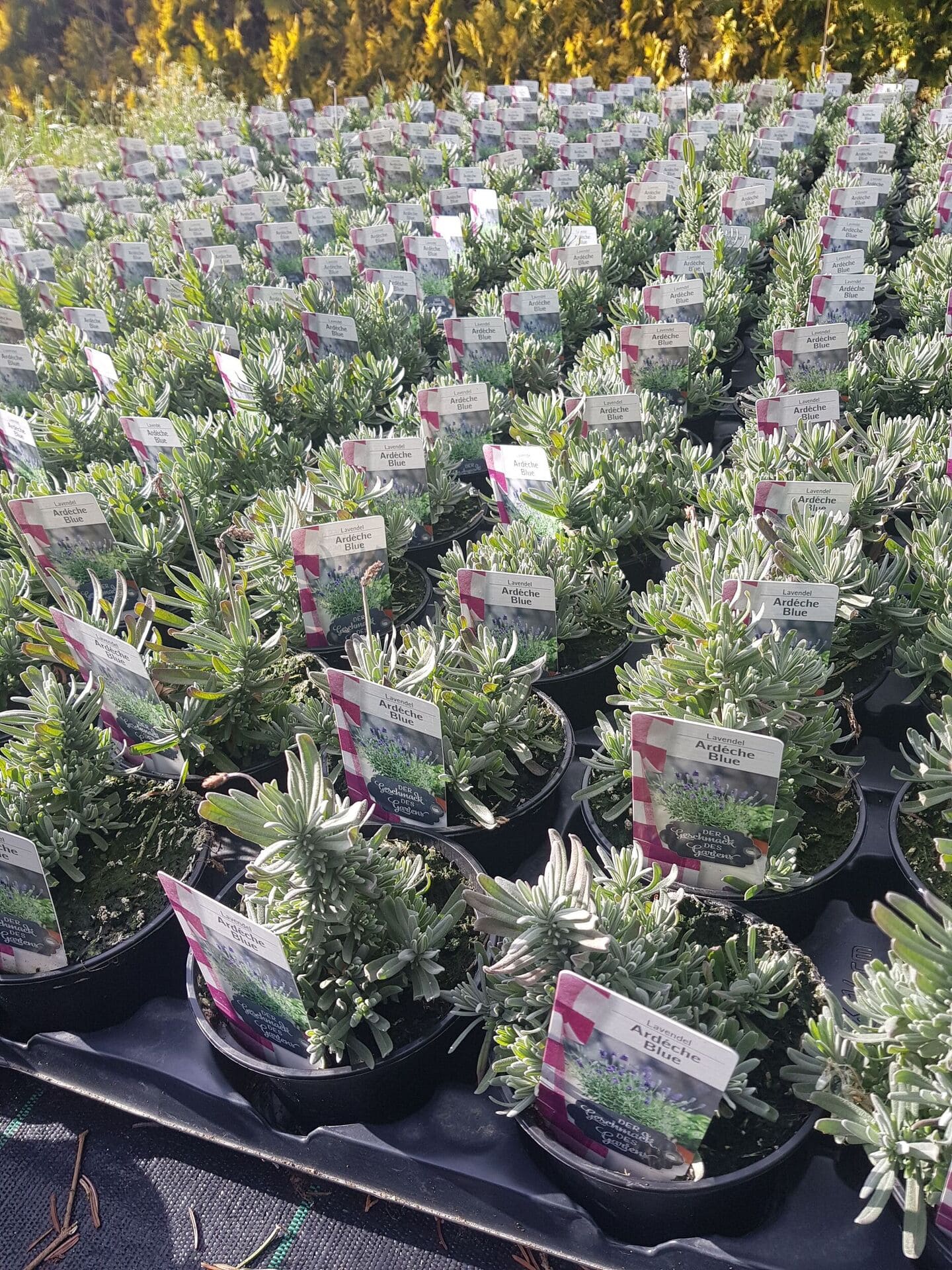 Stauden Gärtnerei Sommer