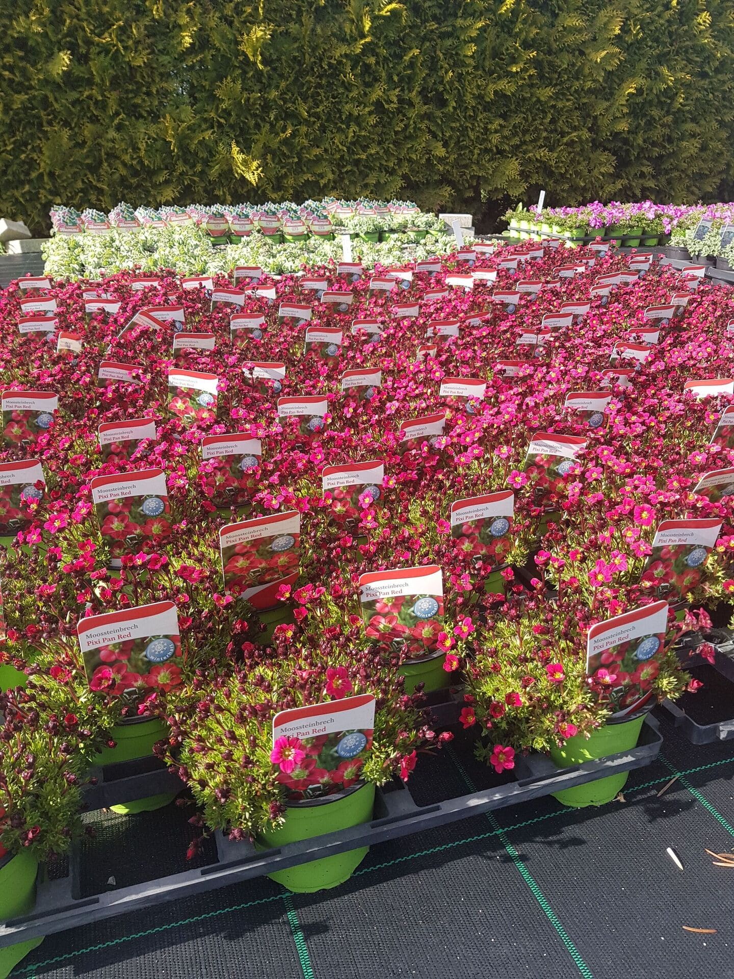 Stauden Gärtnerei Sommer