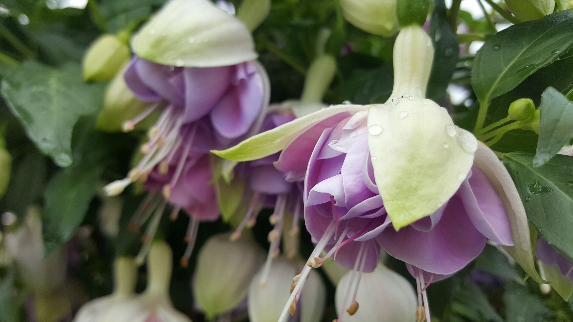 Saisonpflanzen der Gärtnerei Sommer