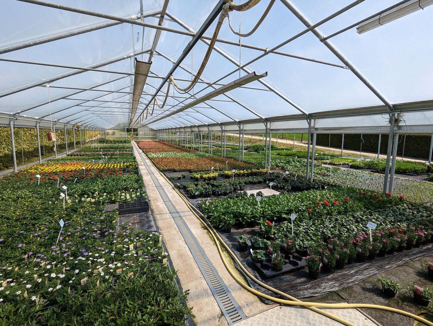 Saisonpflanzen der Gärtnerei Sommer