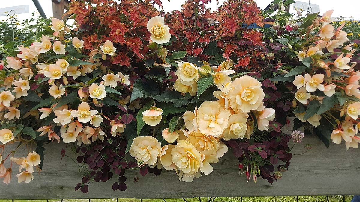 Eine Ansammlung saisonaler Pflanzen mit beigen und rötlichen Blüten