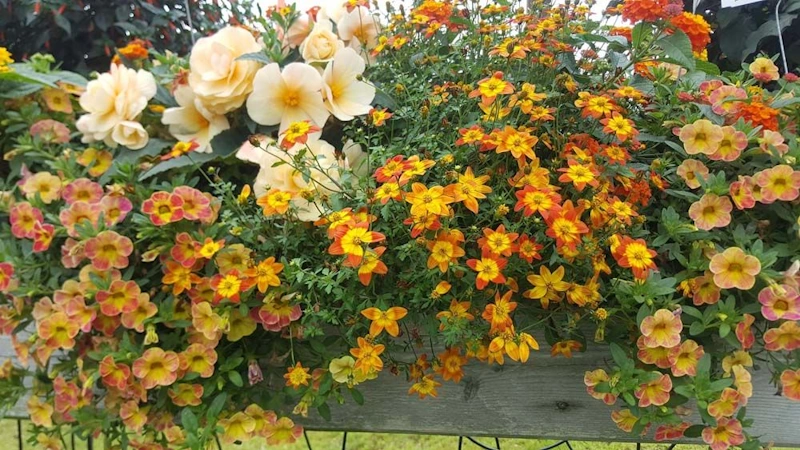 Üppiger Blumenkasten mit verschiedenen Pflanzenarten, die dicht miteinander wachsen.