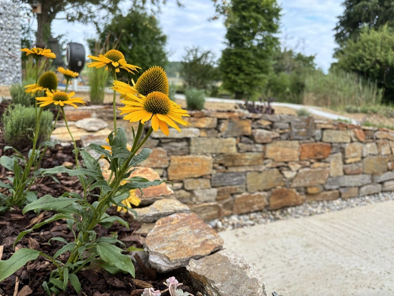 Gelb leuchtende Sonnenhut-Blumen im Vordergrund einer warmen Natursteinmauer. Die Kombination aus Blütenpracht und Stein schafft ein harmonisches, lebendiges Gartenbild