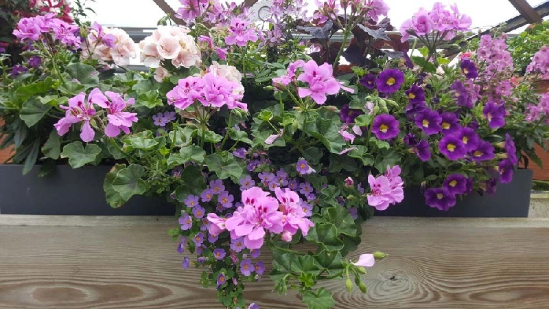 Üppig bepflanzte Blumenkästen mit pinken Geranien, lila Petunien und kleinen Blütenstauden. Farbenfrohe Kombination, die sommerliche Lebensfreude ausstrahlt.