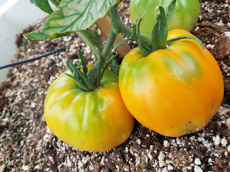 Zwei große Tomaten hängen dicht beieinander, noch unreif und teilweise verfärbt. Sie liegen im lockeren Erdreich und zeigen kräftiges Wachstum.