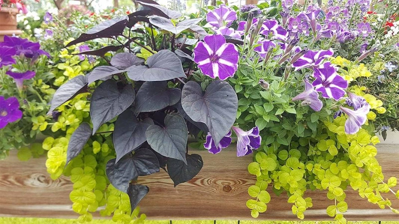 Blumenkasten mit violetten Petunien, dunkelgrünen Blättern und gelben Hängepflanzen. Gärtnerei Stellenangebote Weinviertel